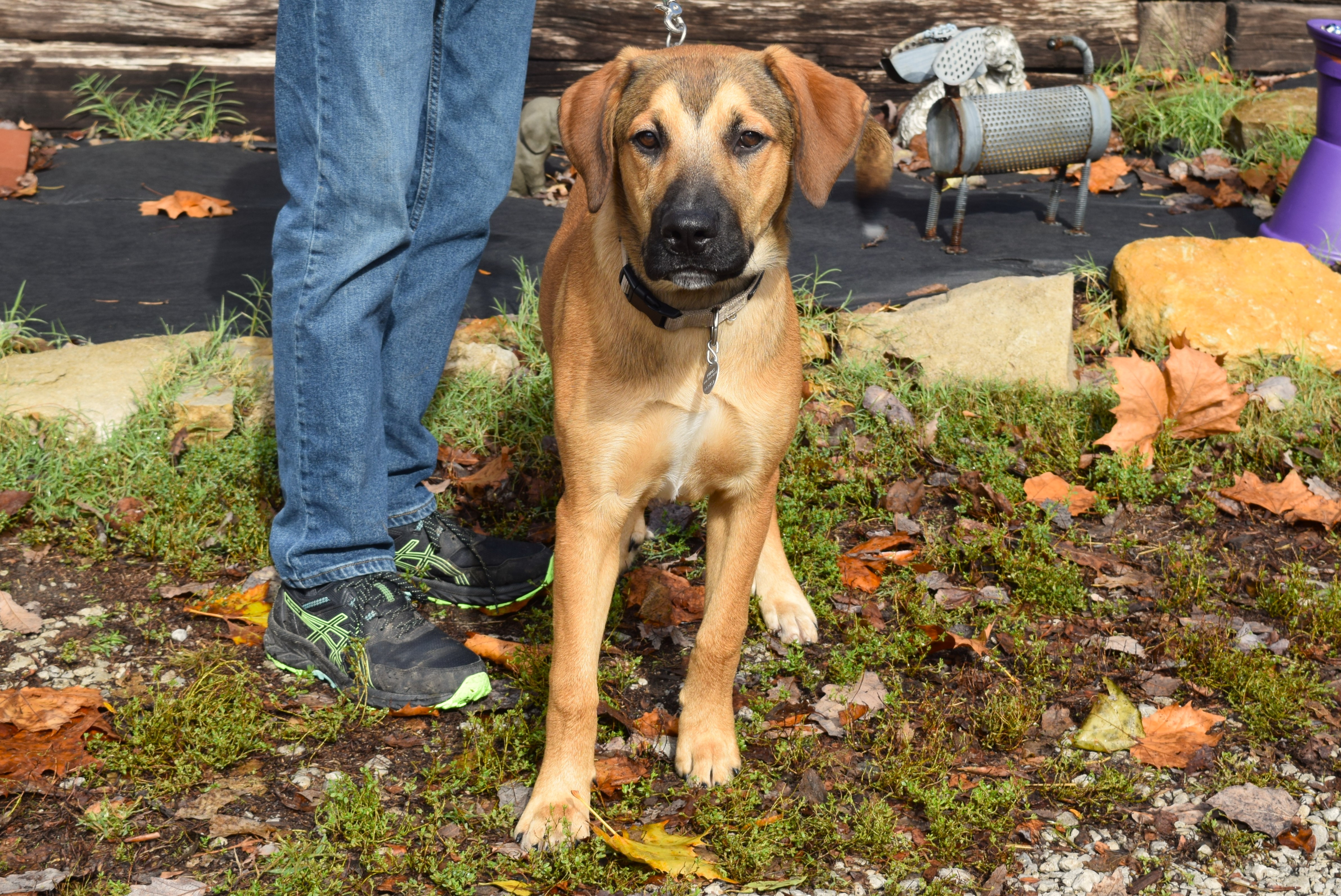 Enlarge Bart, a Adoptable mixed breed in Parkville, MO image 2/6