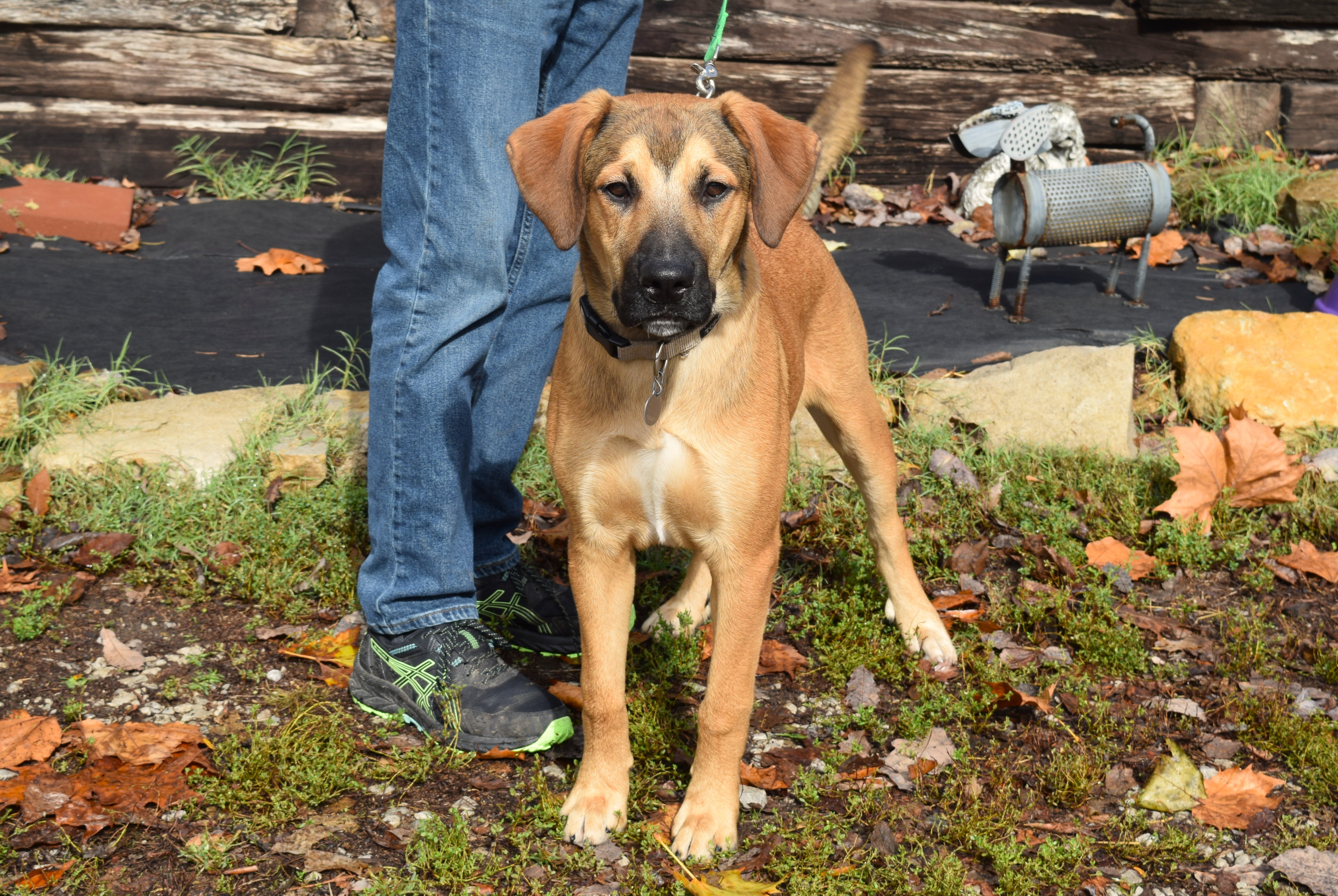Enlarge Bart, a Adoptable mixed breed in Parkville, MO image 3/6