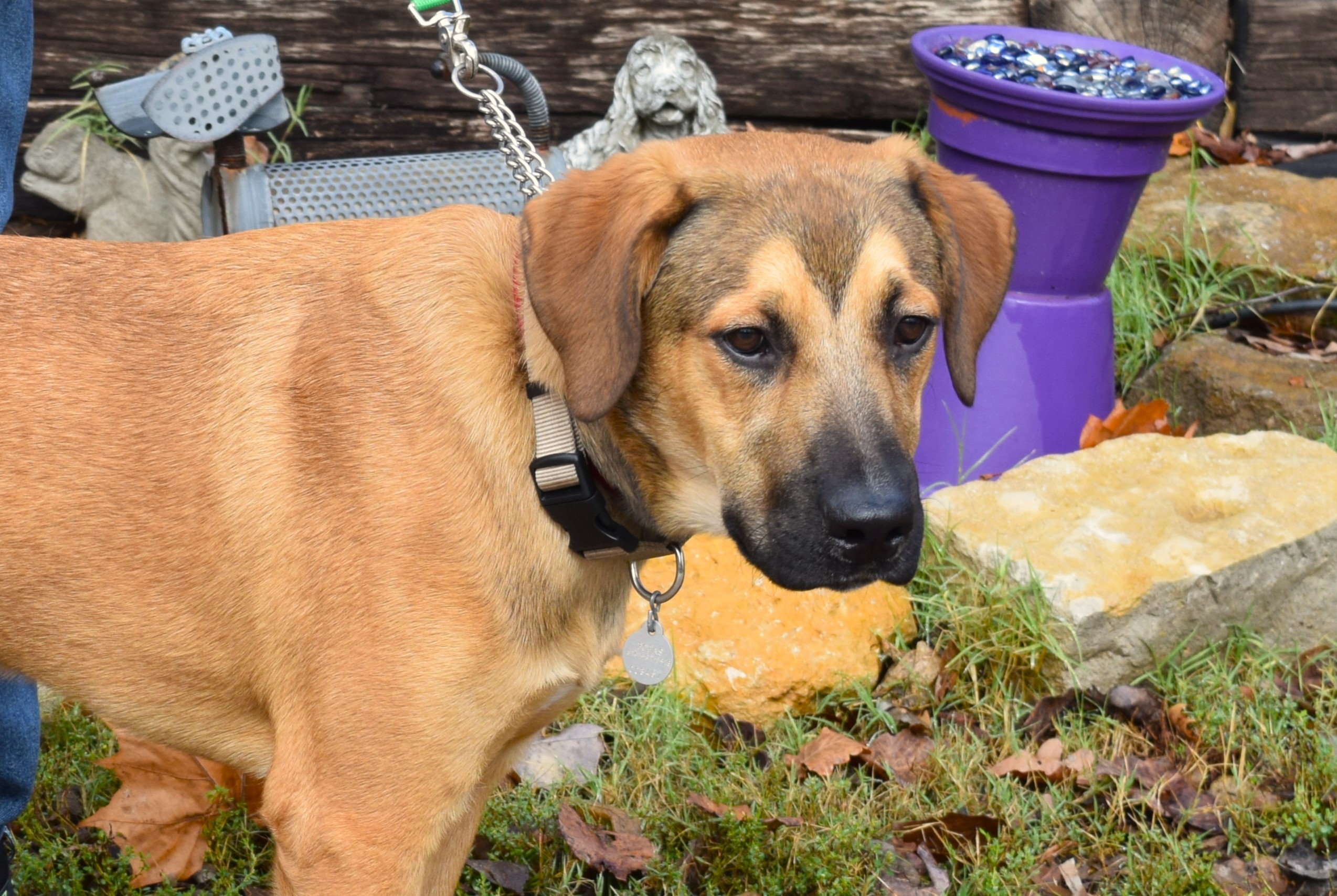 Enlarge Bart, a Adoptable mixed breed in Parkville, MO image 4/6