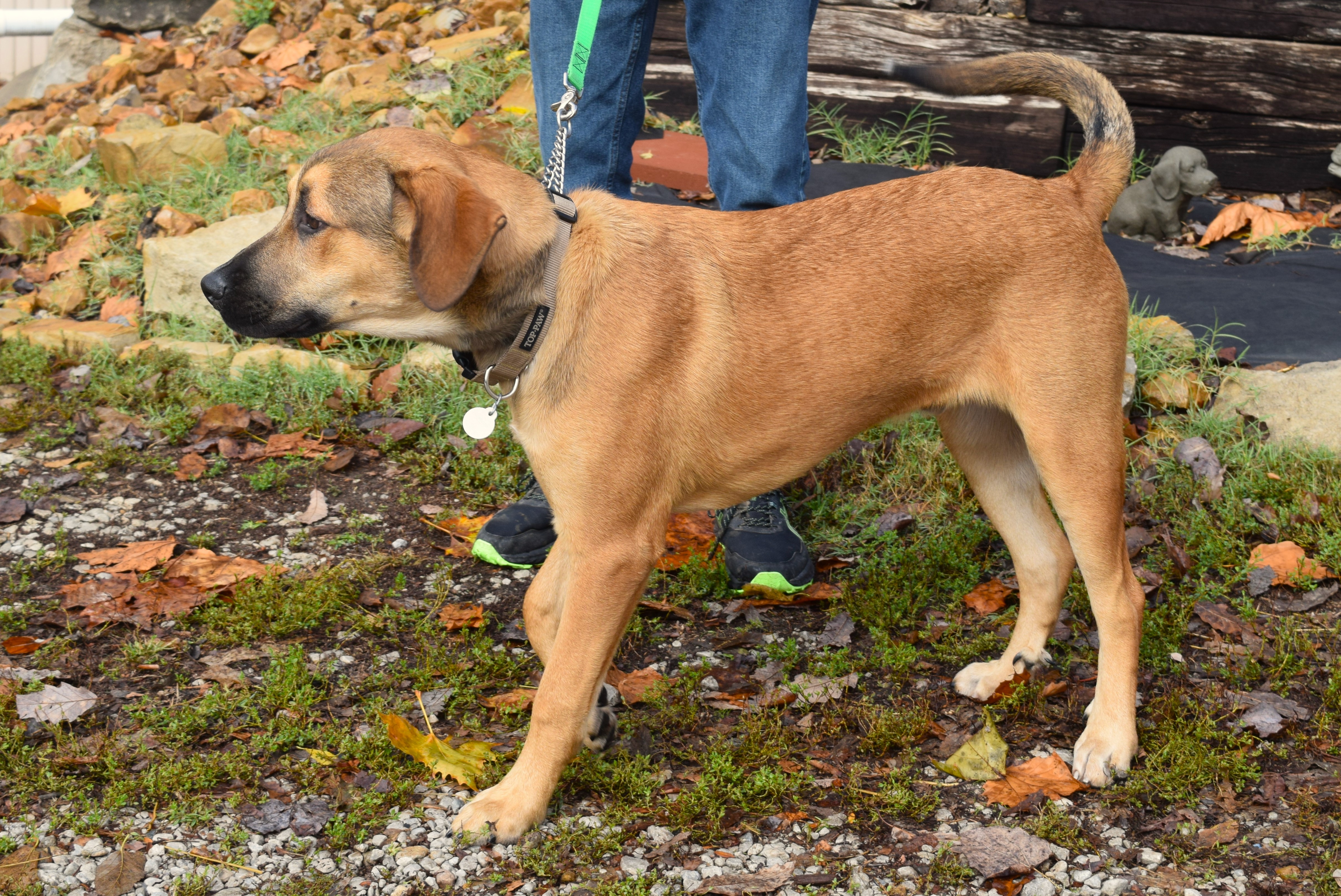 Enlarge Bart, a Adoptable mixed breed in Parkville, MO image 5/6