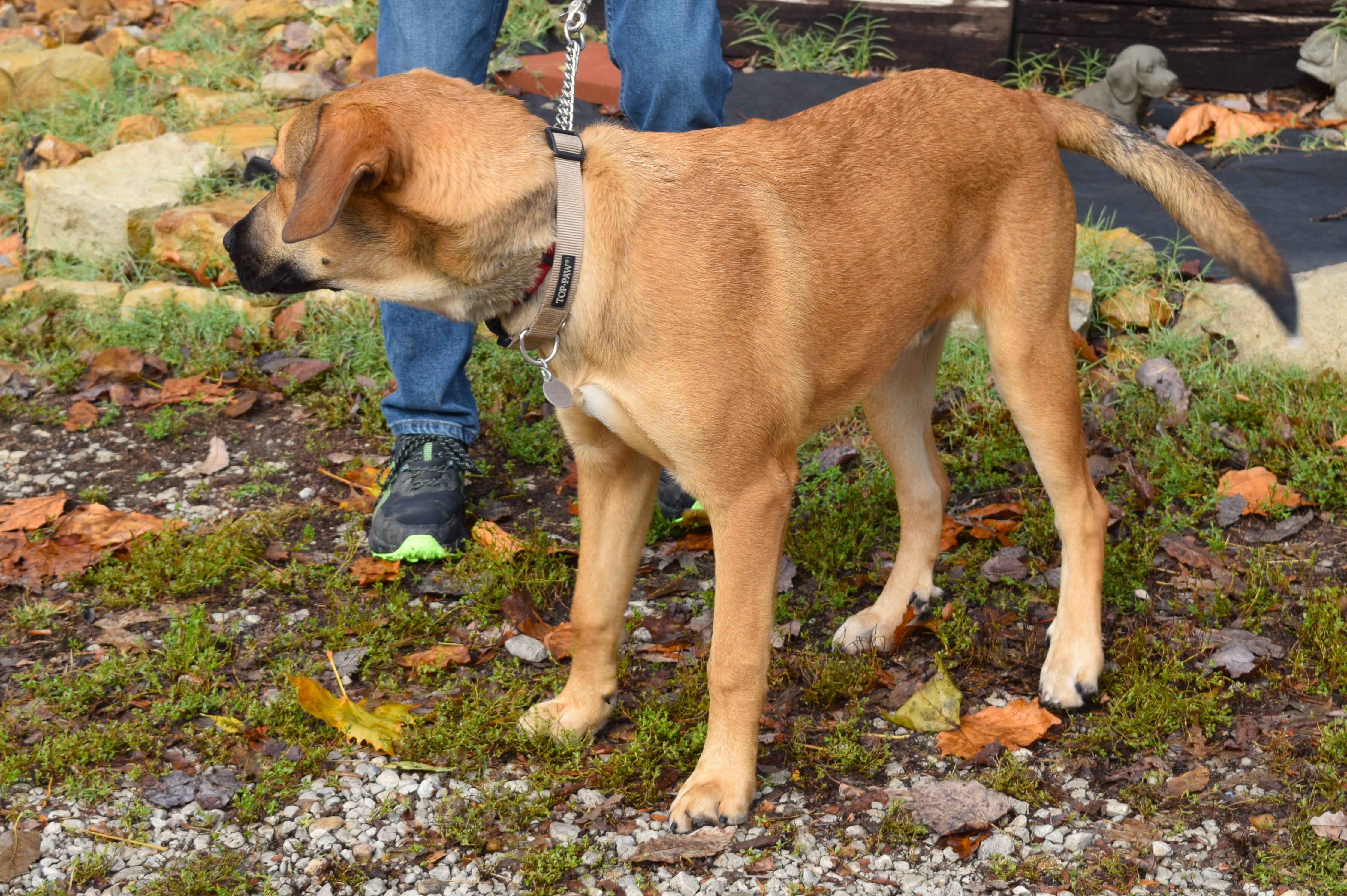 Enlarge Bart, a Adoptable mixed breed in Parkville, MO image 6/6