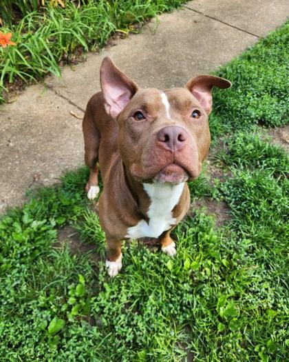 Nitro, Adult Male unknown