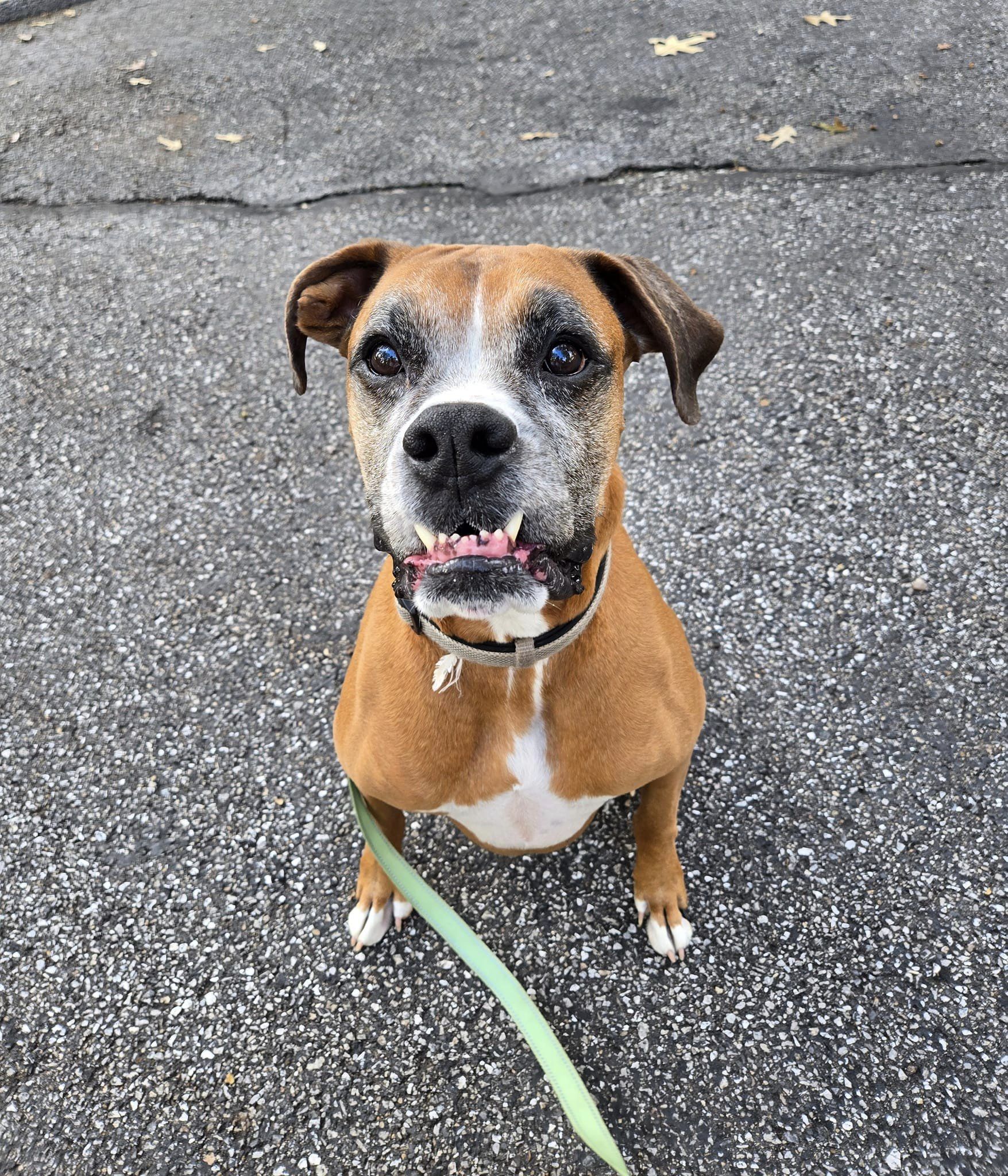 Enlarge Dempsey, a Adoptable Boxer in Severn, MD image 5/6