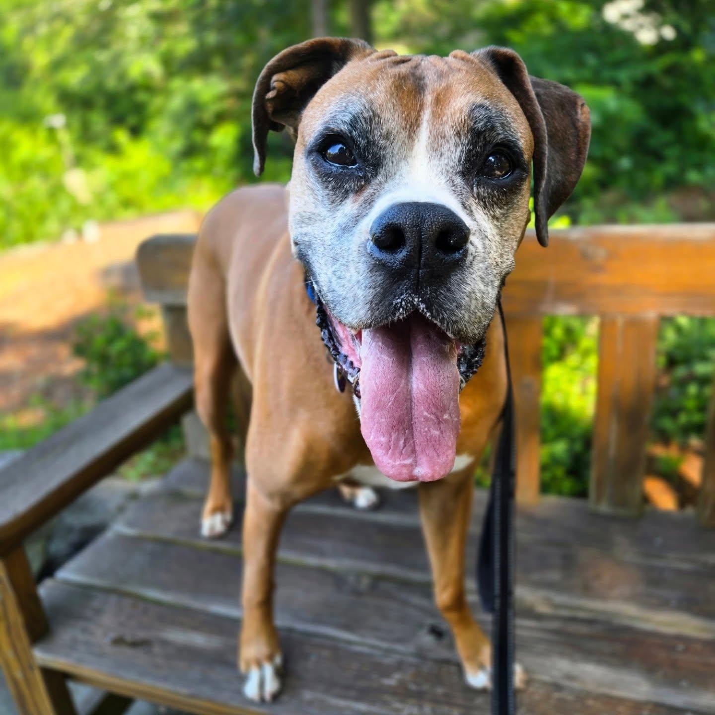 Enlarge Dempsey, a Adoptable Boxer in Severn, MD image 3/6
