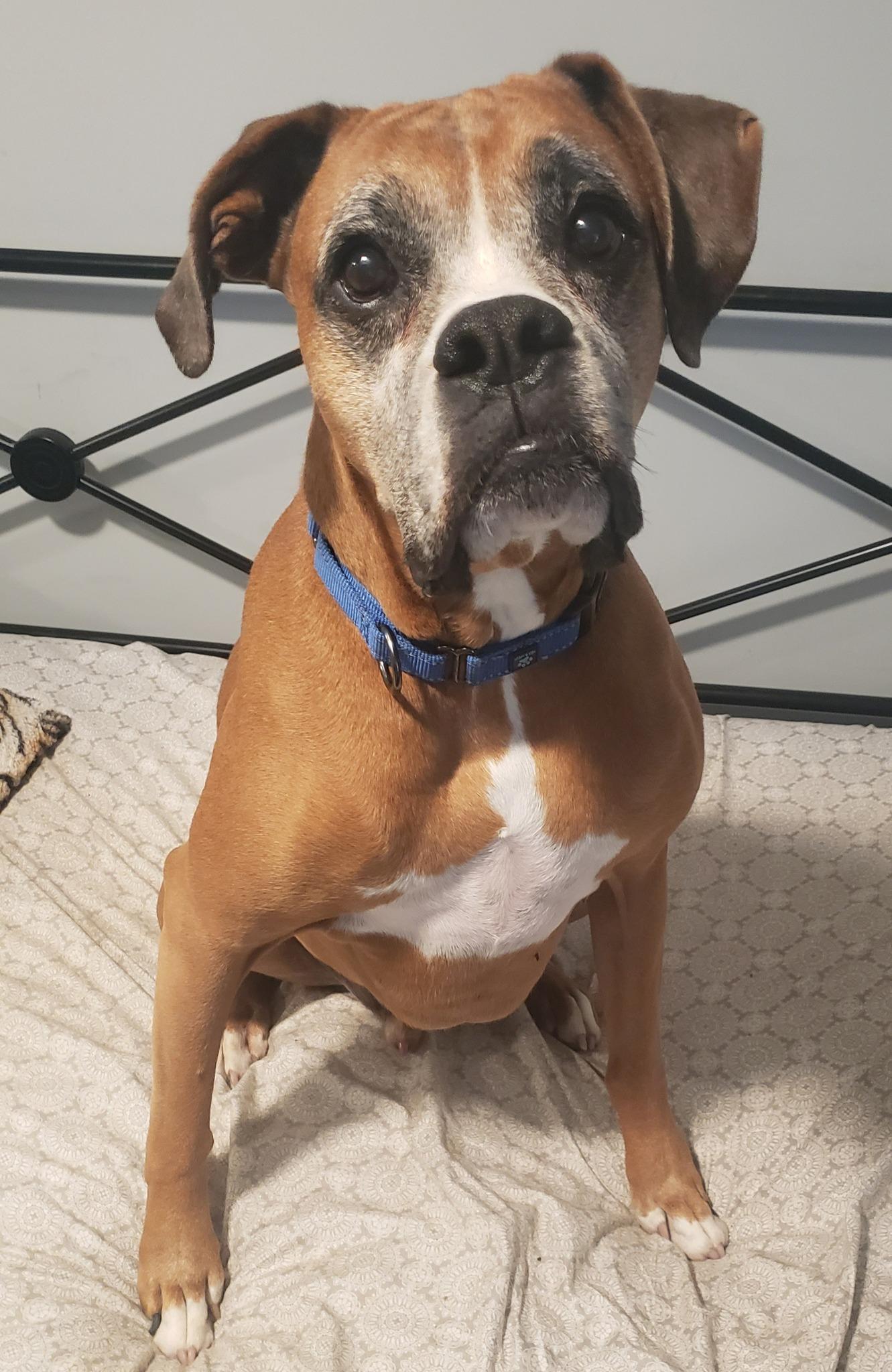Enlarge Dempsey, a Adoptable Boxer in Severn, MD image 1/6