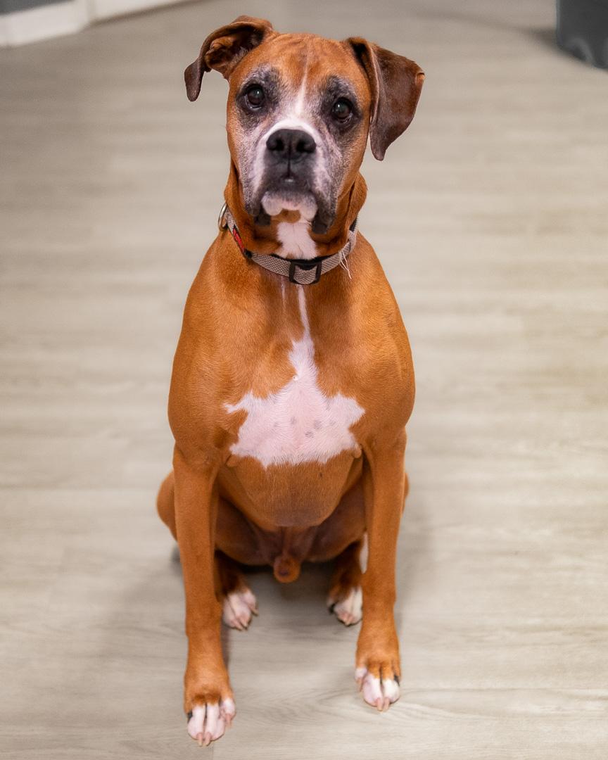 Enlarge Dempsey, a Adoptable Boxer in Severn, MD image 4/6
