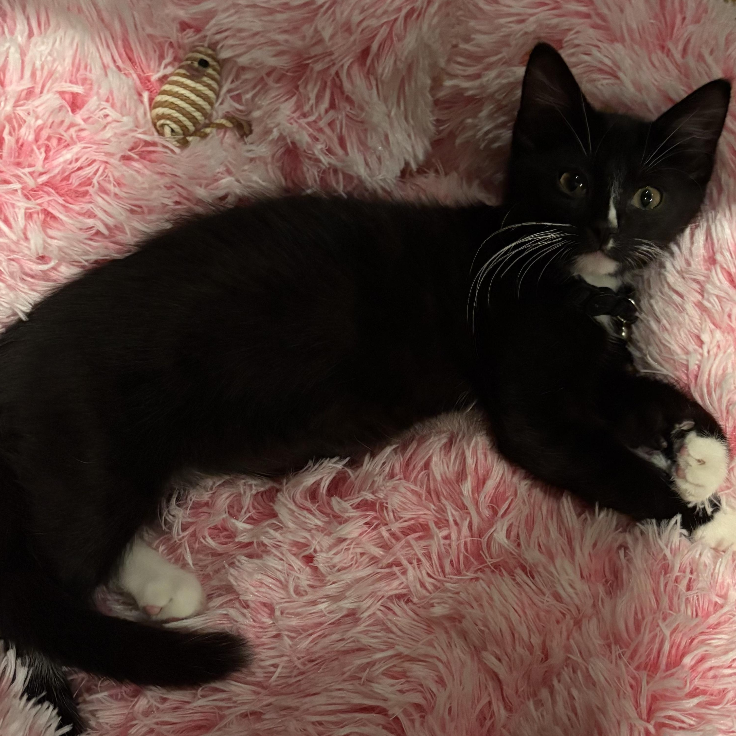 Vivan, Baby Male Domestic Short Hair