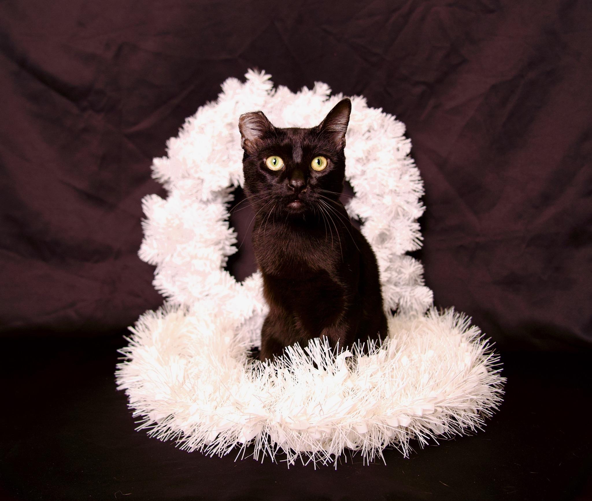 Nori, a Adoptable Domestic Short Hair in Riverside, CA image 1/6