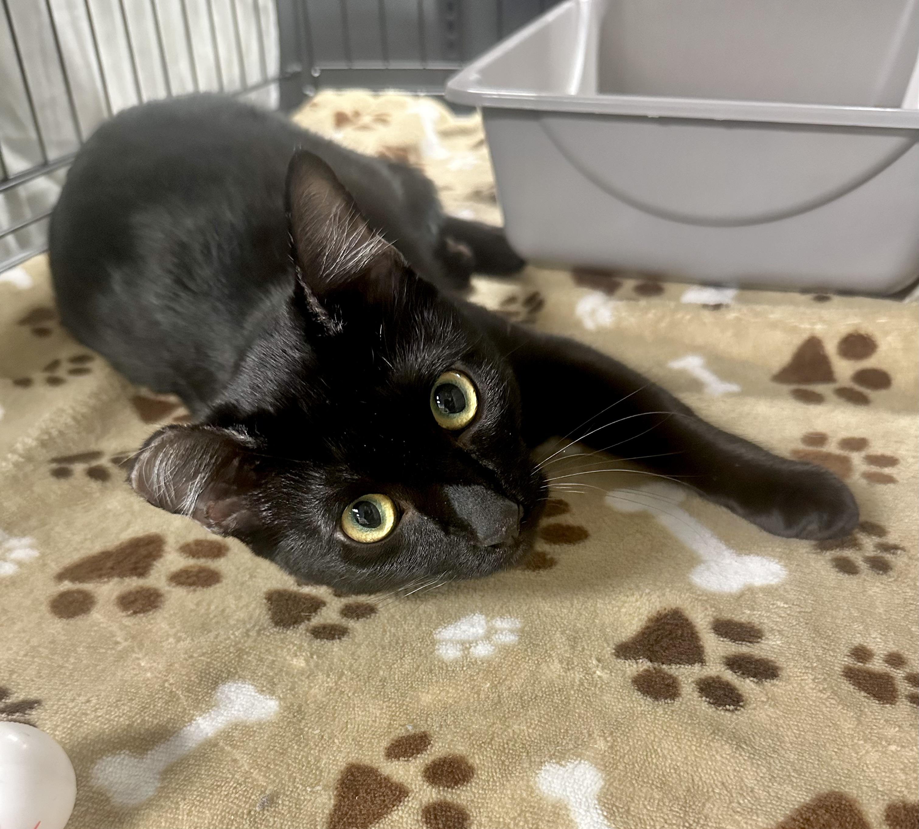 Nori, a Adoptable Domestic Short Hair in Riverside, CA image 2/6