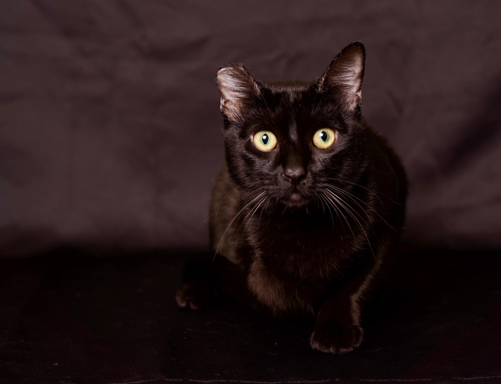Nori, a Adoptable Domestic Short Hair in Riverside, CA image 3/6
