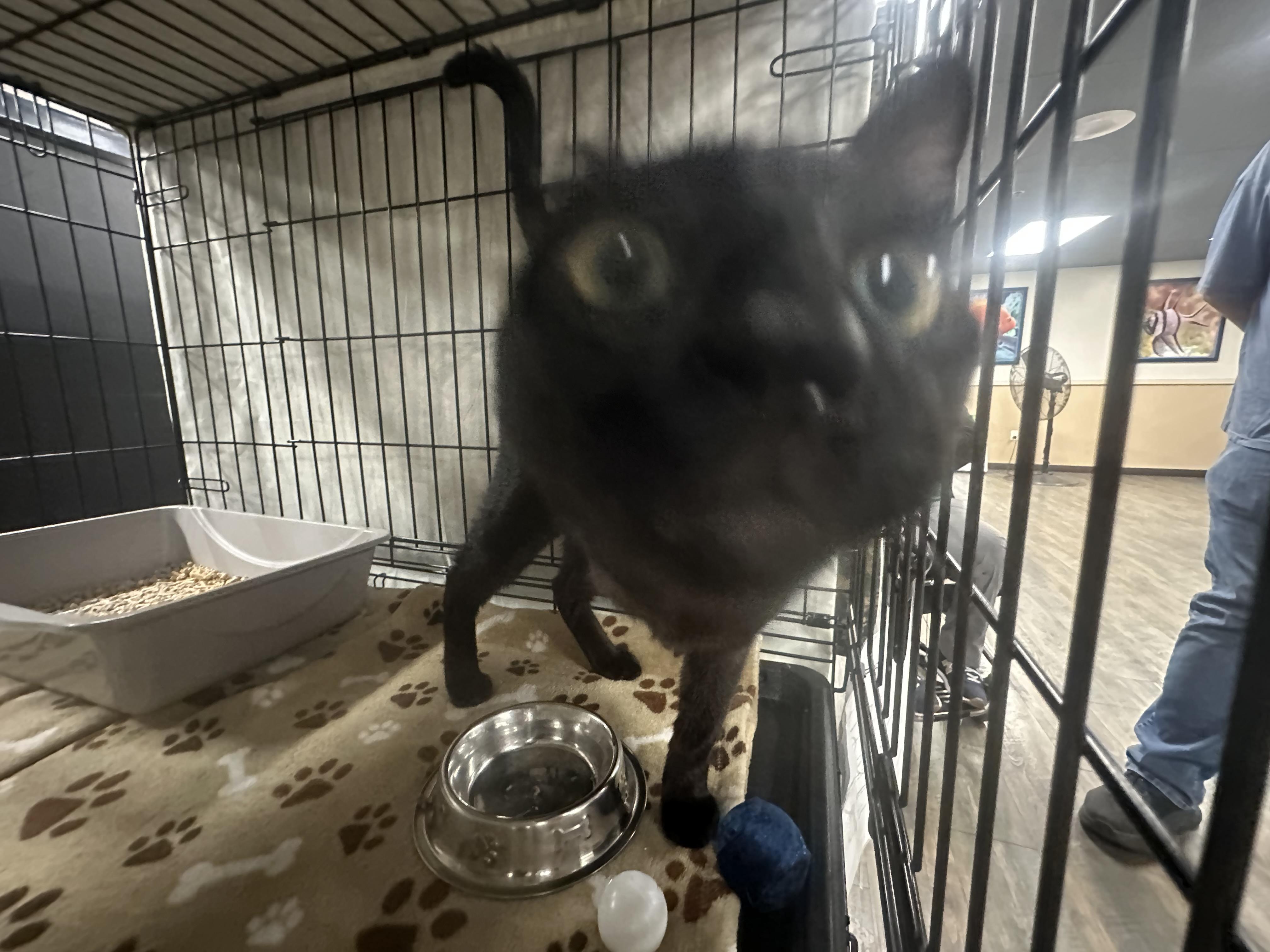 Nori, a Adoptable Domestic Short Hair in Riverside, CA image 4/6