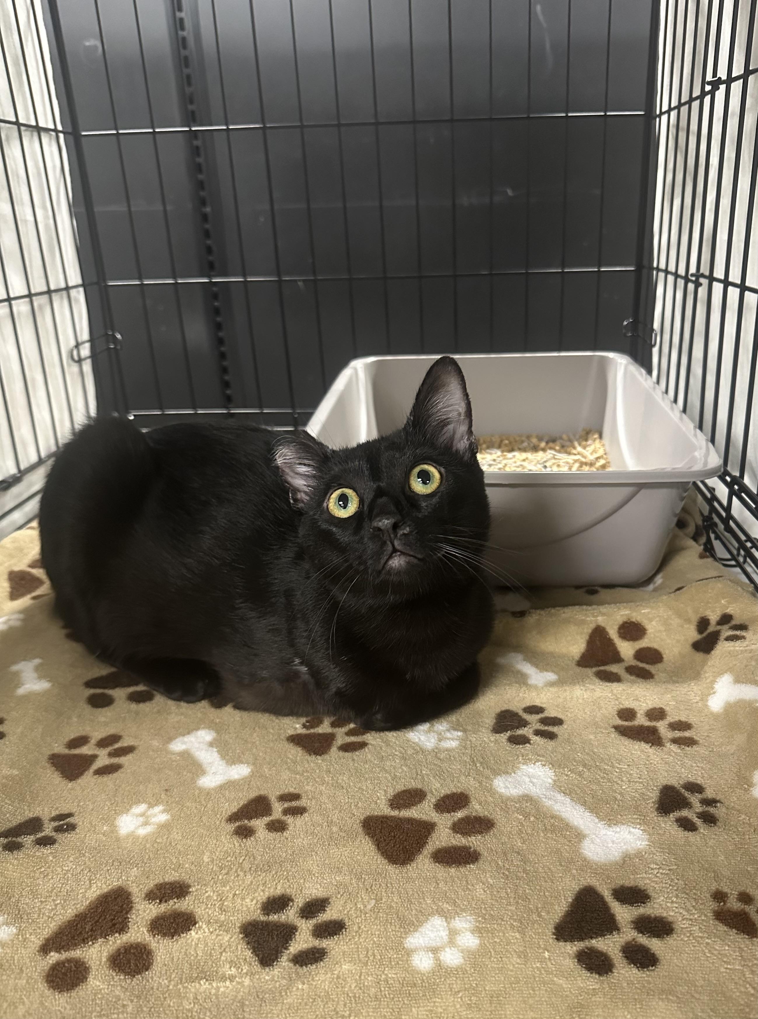 Nori, a Adoptable Domestic Short Hair in Riverside, CA image 5/6