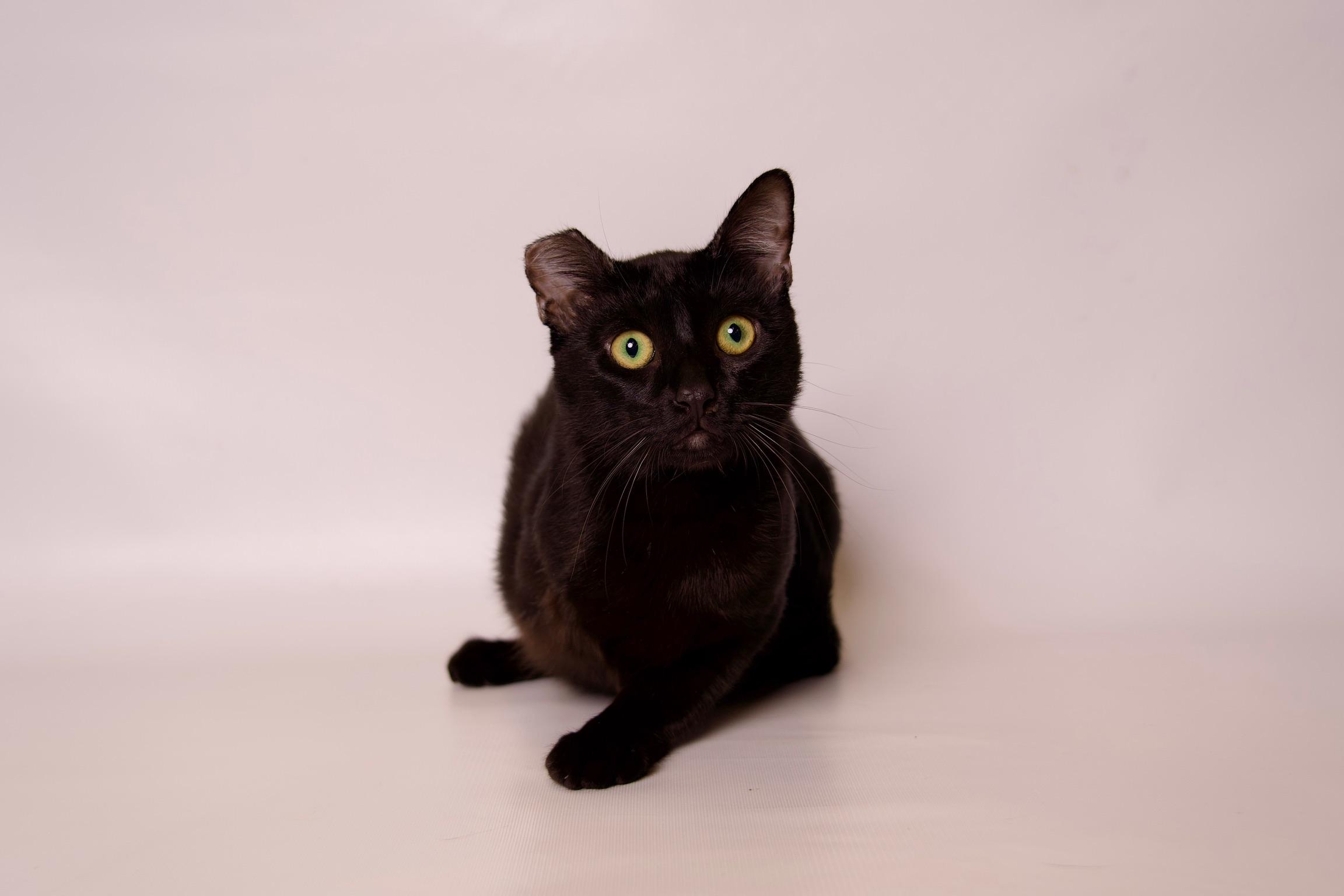 Nori, a Adoptable Domestic Short Hair in Riverside, CA image 6/6