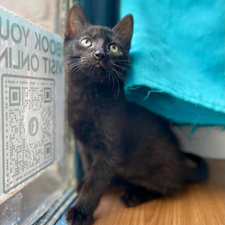 Bogey, Young Male Domestic Short Hair