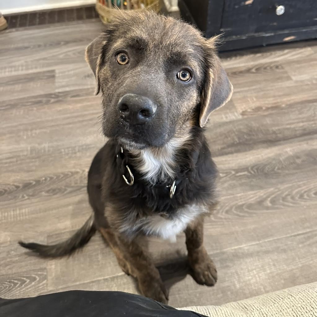 Olive, Adopted, Young Female Mixed Breed.