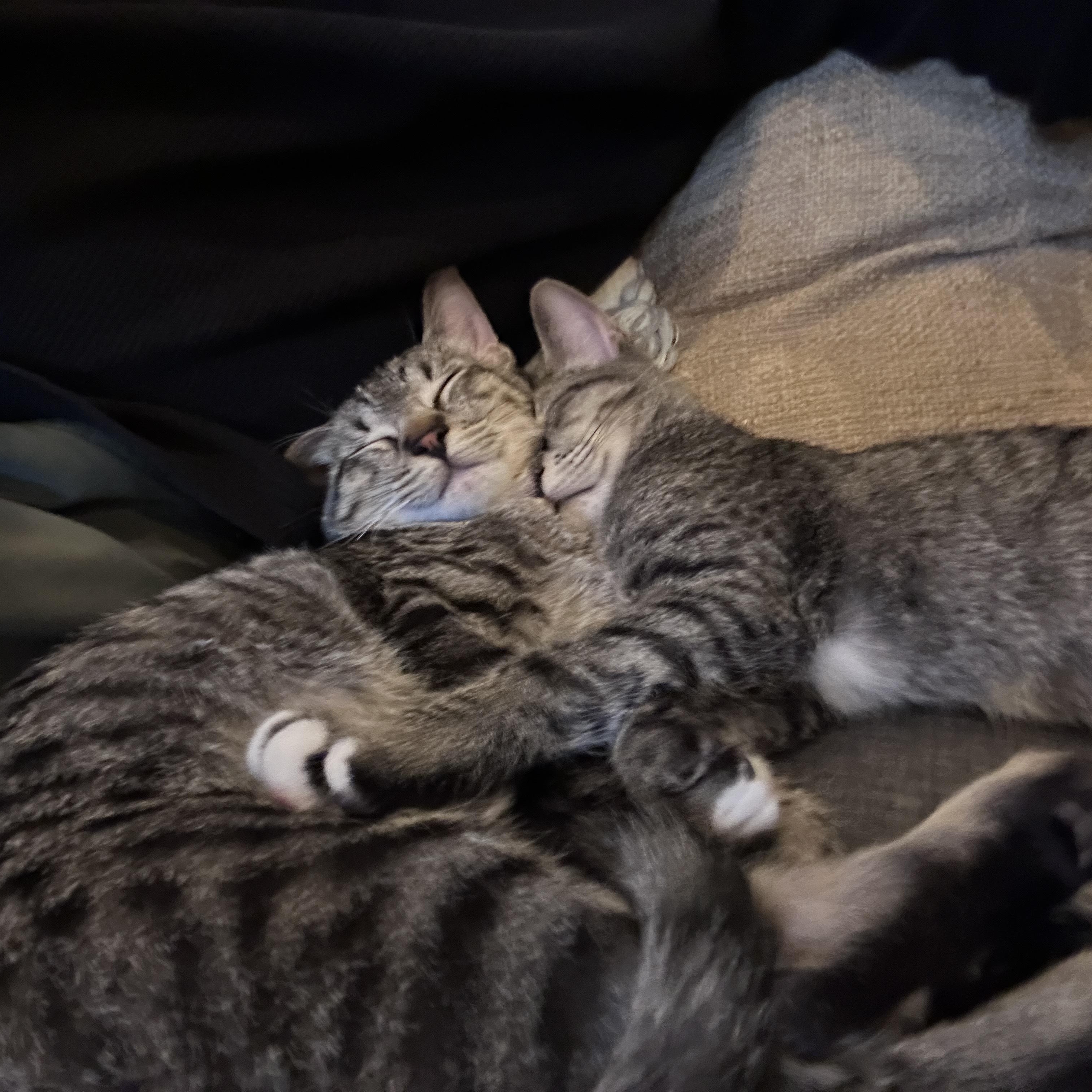 Lucky + Sonny, Adoptable, Adult Male Domestic Short Hair.