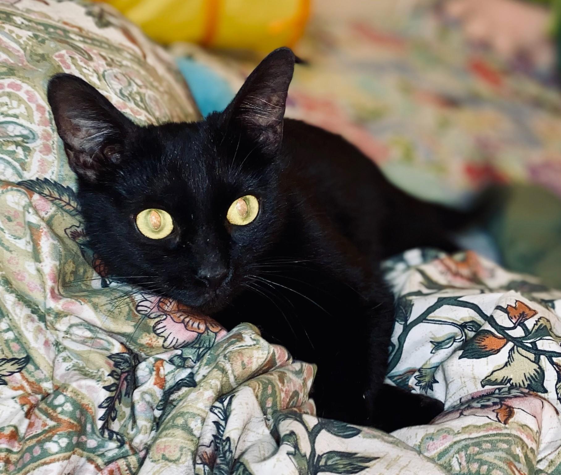 Enlarge Agatha – Sleek Beauty with a Gentle Soul, a Adoptable Domestic Short Hair in Prescott, AZ image 3/3