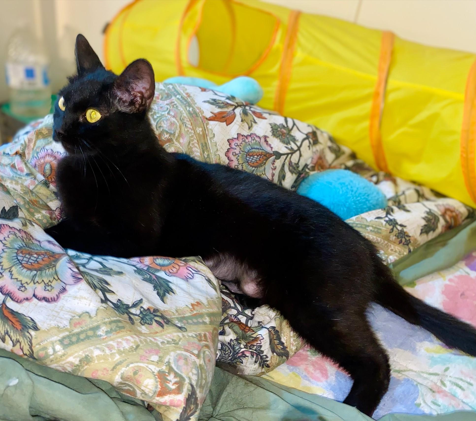 Enlarge Agatha – Sleek Beauty with a Gentle Soul, a Adoptable Domestic Short Hair in Prescott, AZ image 1/3