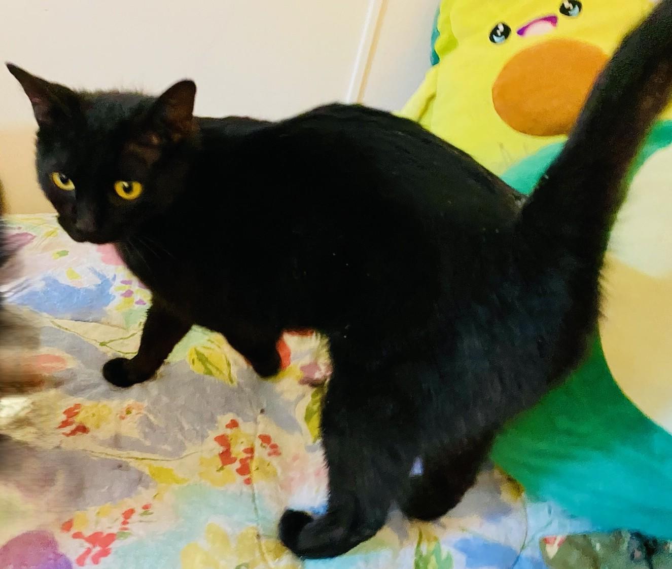 Enlarge Agatha – Sleek Beauty with a Gentle Soul, a Adoptable Domestic Short Hair in Prescott, AZ image 2/3