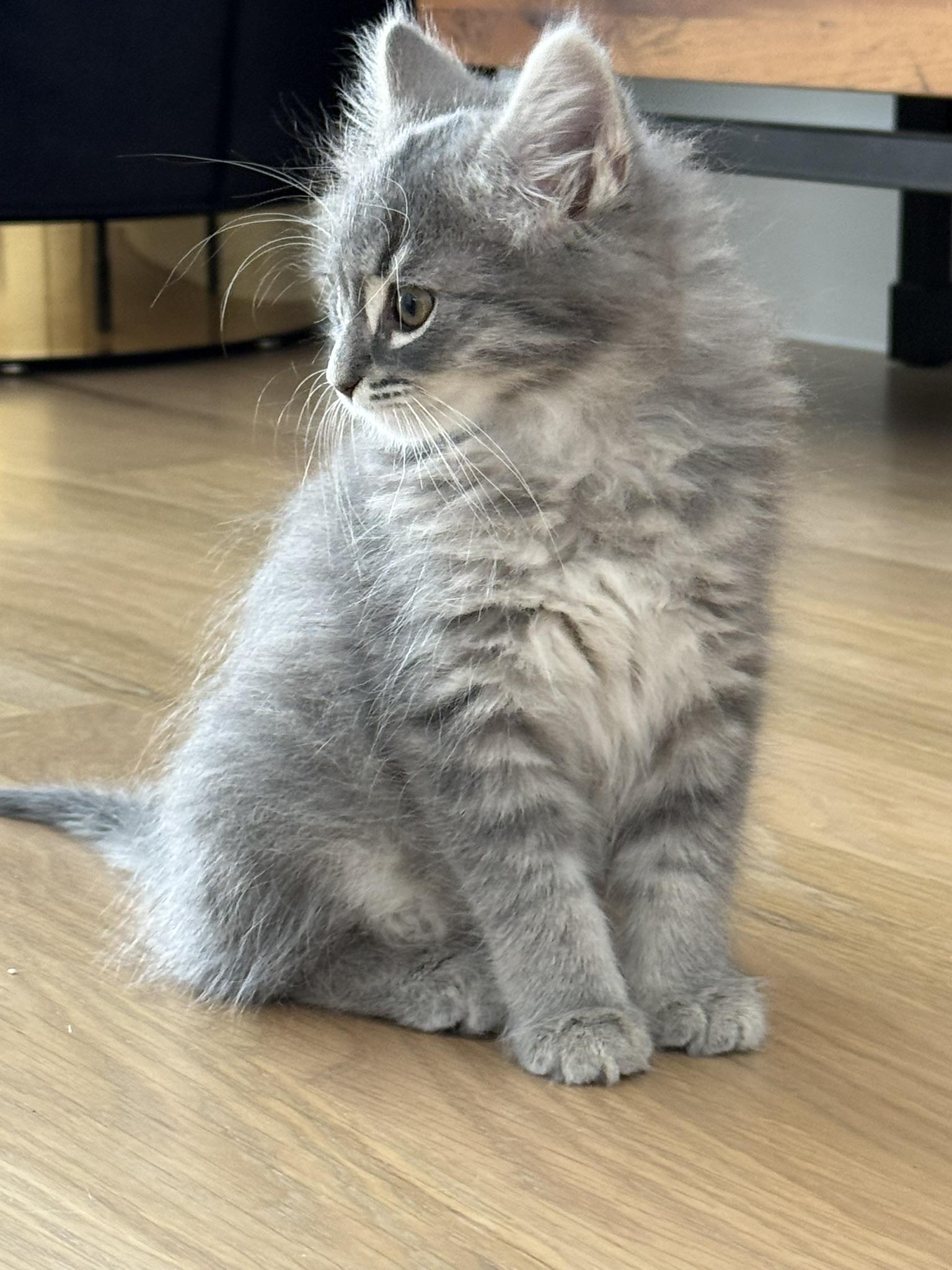 Enlarge Puddin', an adopted Domestic Long Hair in Fort Worth, TX image 3/4