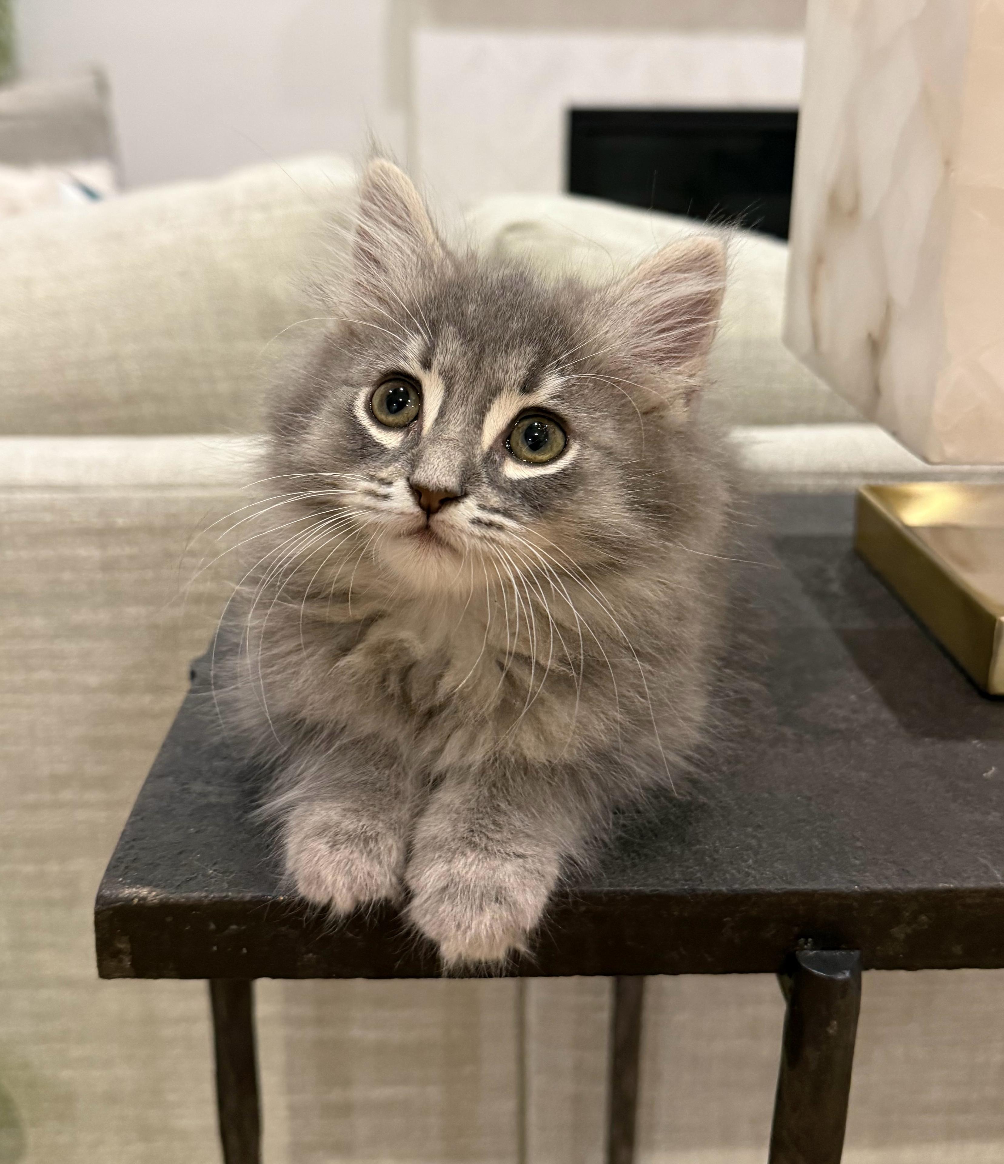 Enlarge Puddin', an adopted Domestic Long Hair in Fort Worth, TX image 1/4