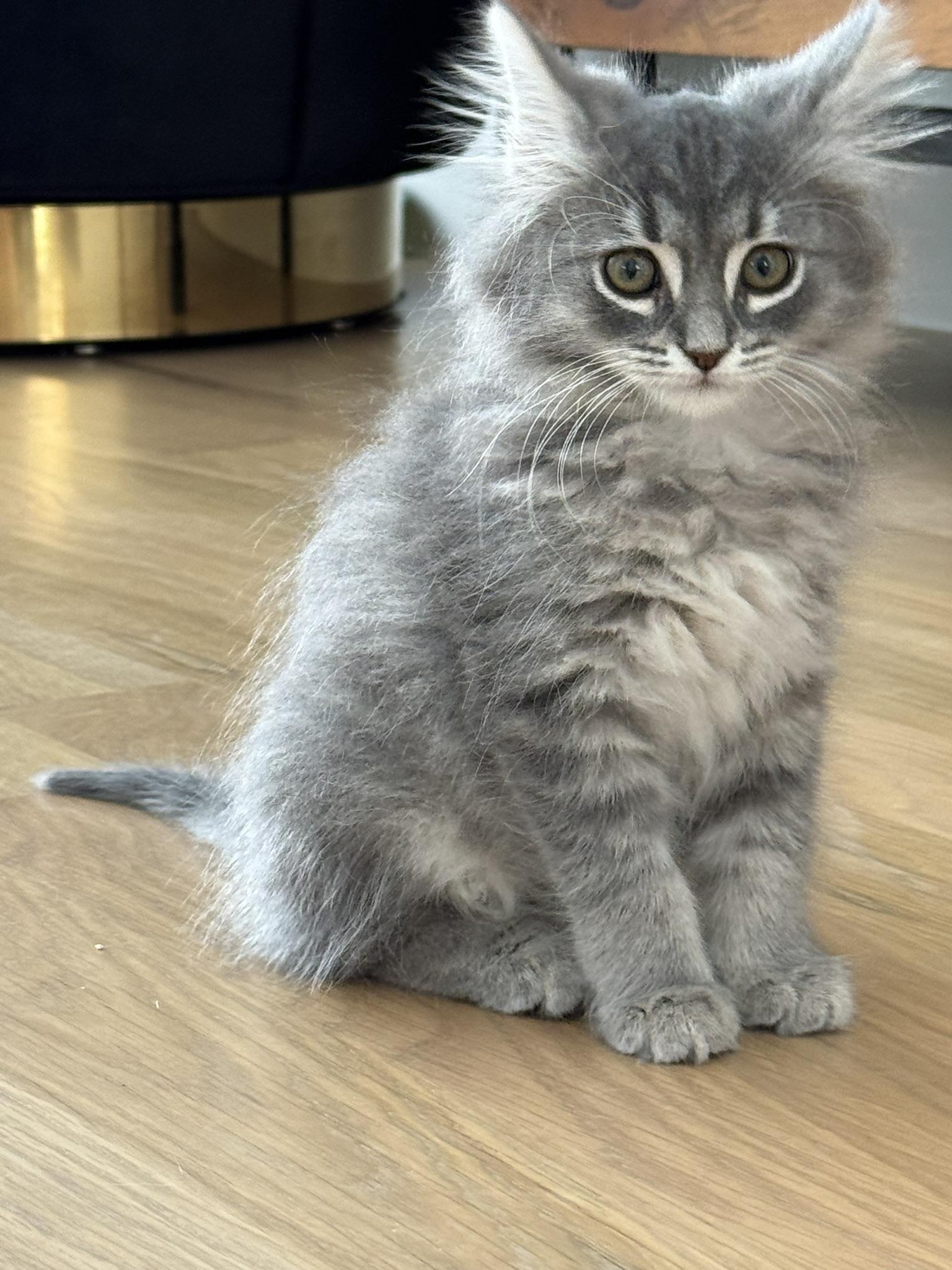 Enlarge Puddin', an adopted Domestic Long Hair in Fort Worth, TX image 2/4
