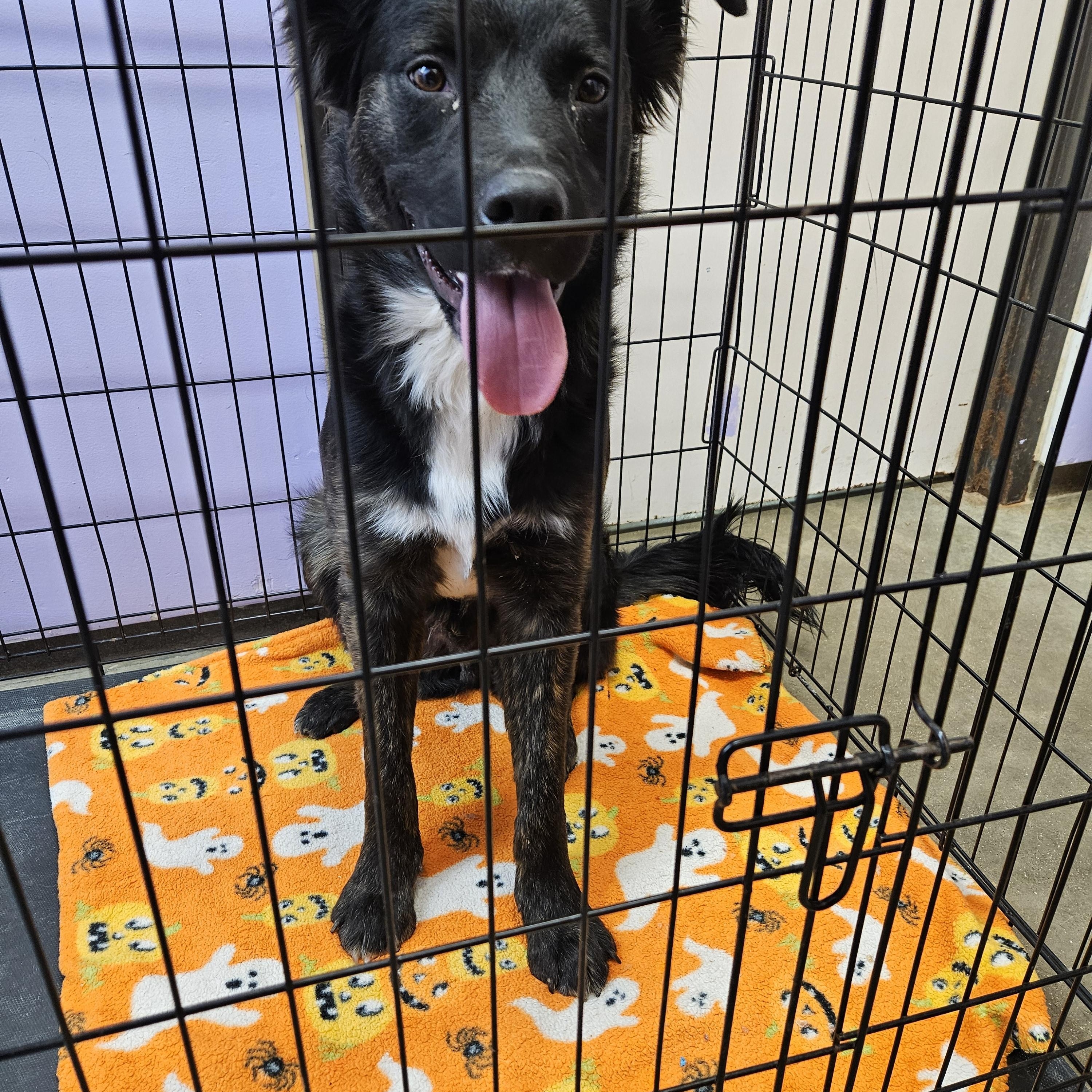 Enlarge Damon, a ADOPTABLE mixed breed in Petersburg, IN image 1/1