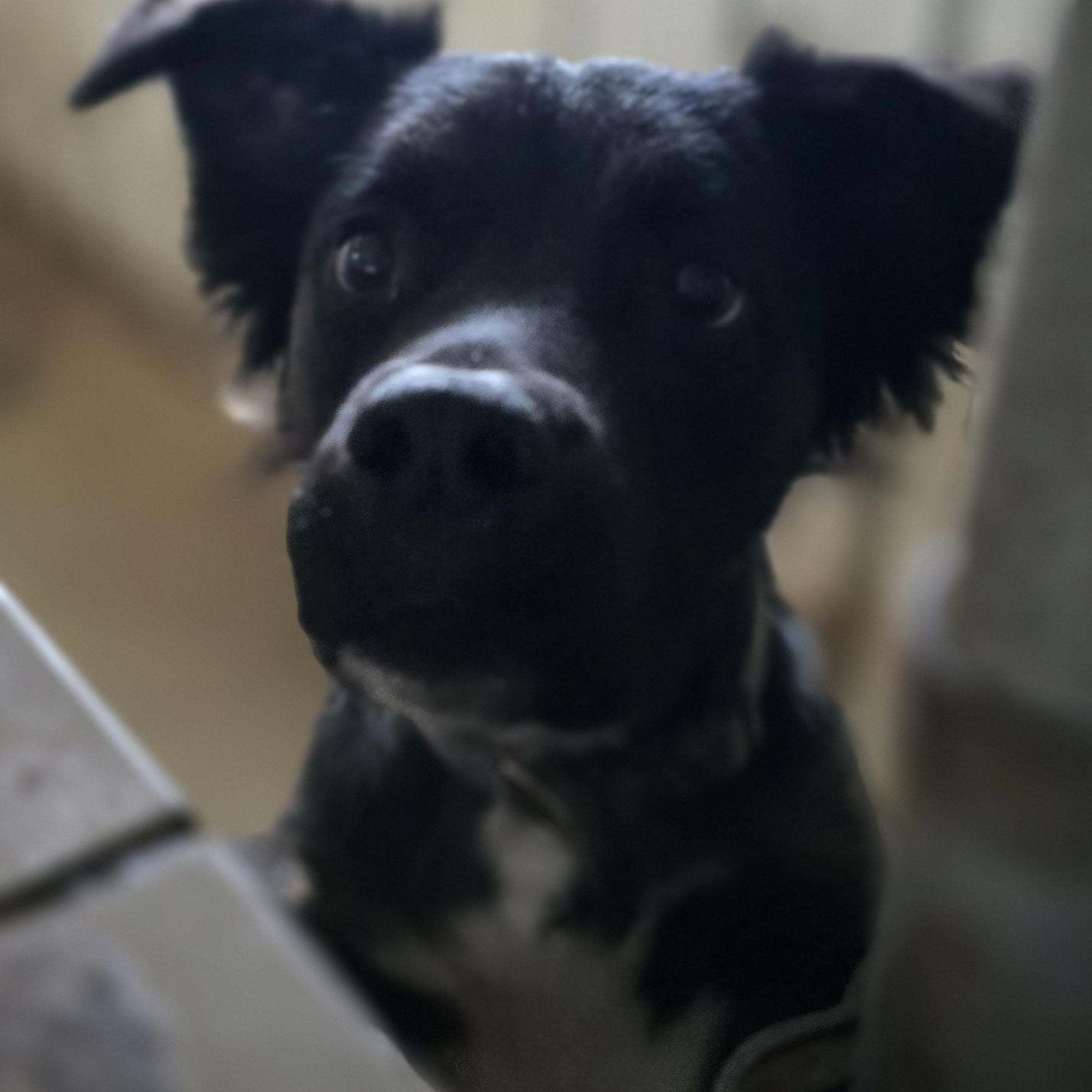 Damon, a ADOPTABLE mixed breed in Petersburg, IN image 2/2
