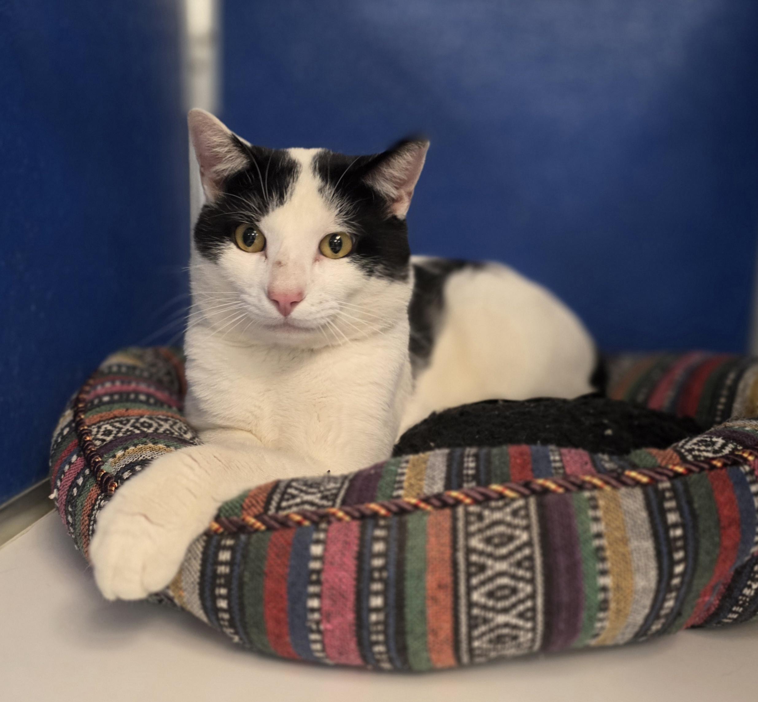 Ebeneezer, Adoptable, Adult Female Domestic Short Hair.