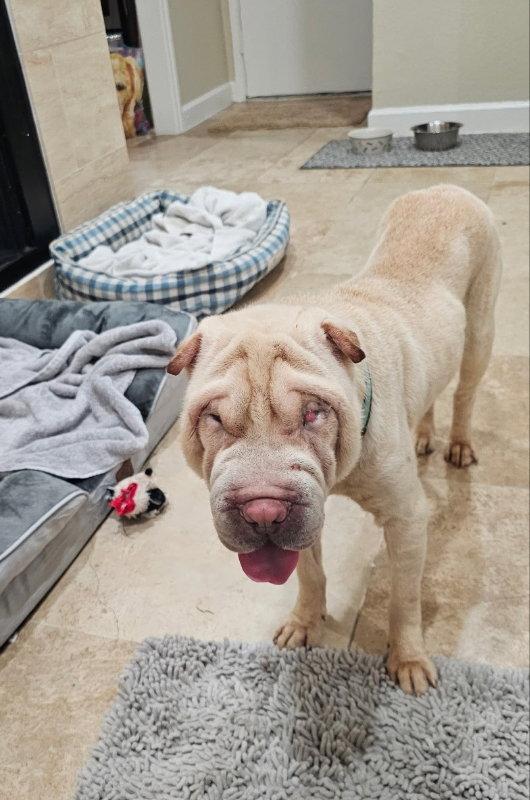 Chase, Adoptable, Adult Male Shar-Pei.