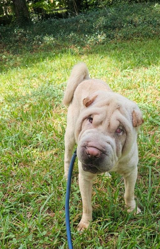 Enlarge Chase, a Adoptable Shar-Pei in Houston, TX image 1/3