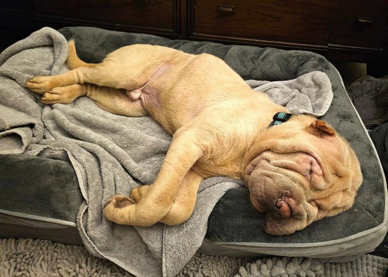 Enlarge Chase, a Adoptable Shar-Pei in Houston, TX image 2/3