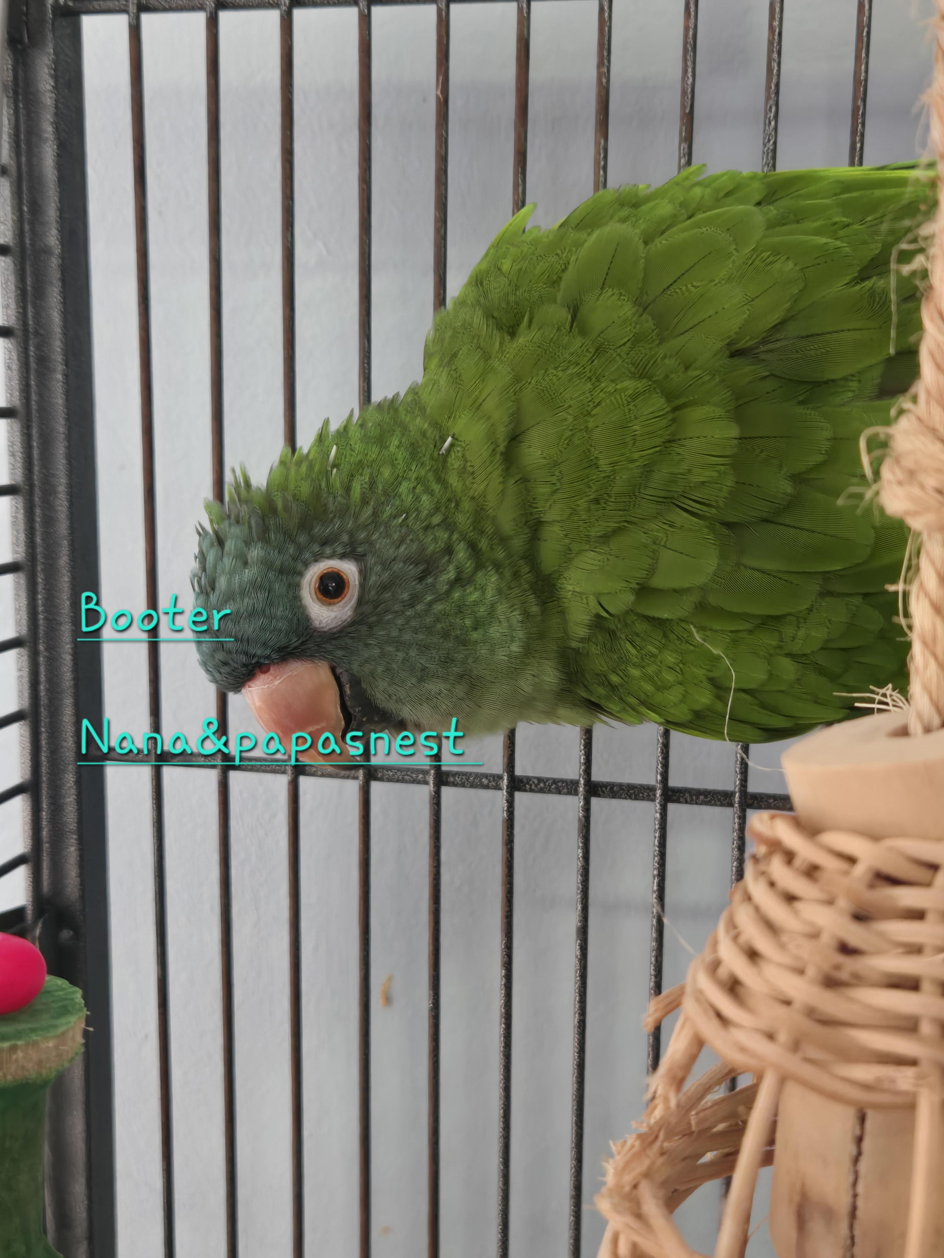Enlarge Booter, a ADOPTABLE Conure in Wakefield, VA image 1/1