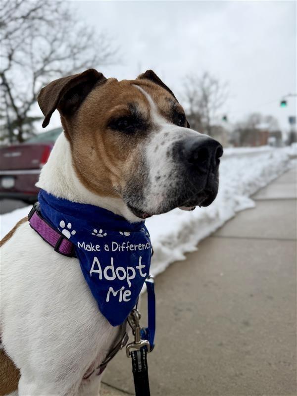 Enlarge Wally, a Adoptable Pit Bull Terrier in Gloversville, NY image 1/5