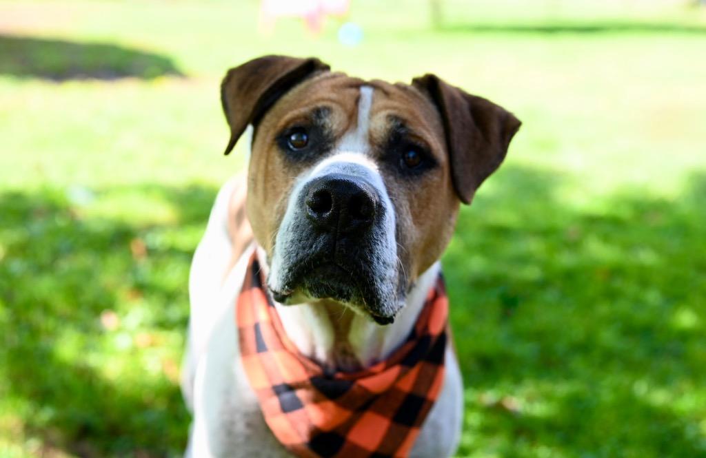 Wally, Adoptable, Adult Male Hound & Pit Bull Terrier.