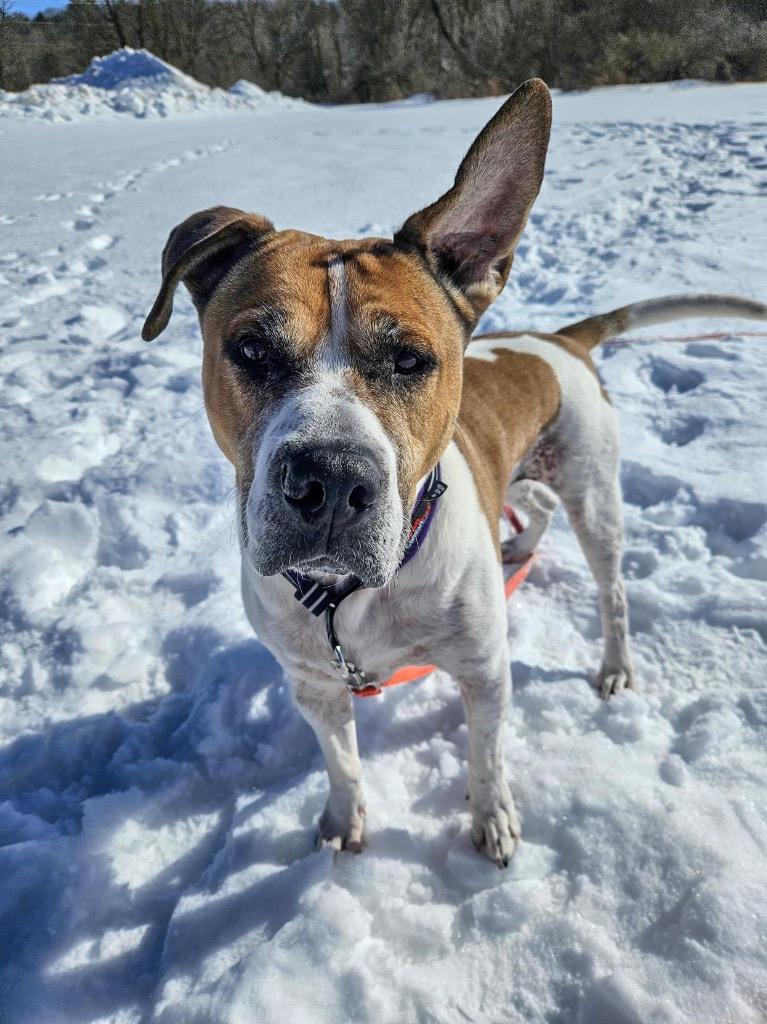 Wally, a Adoptable mixed breed in Gloversville, NY image 2/6