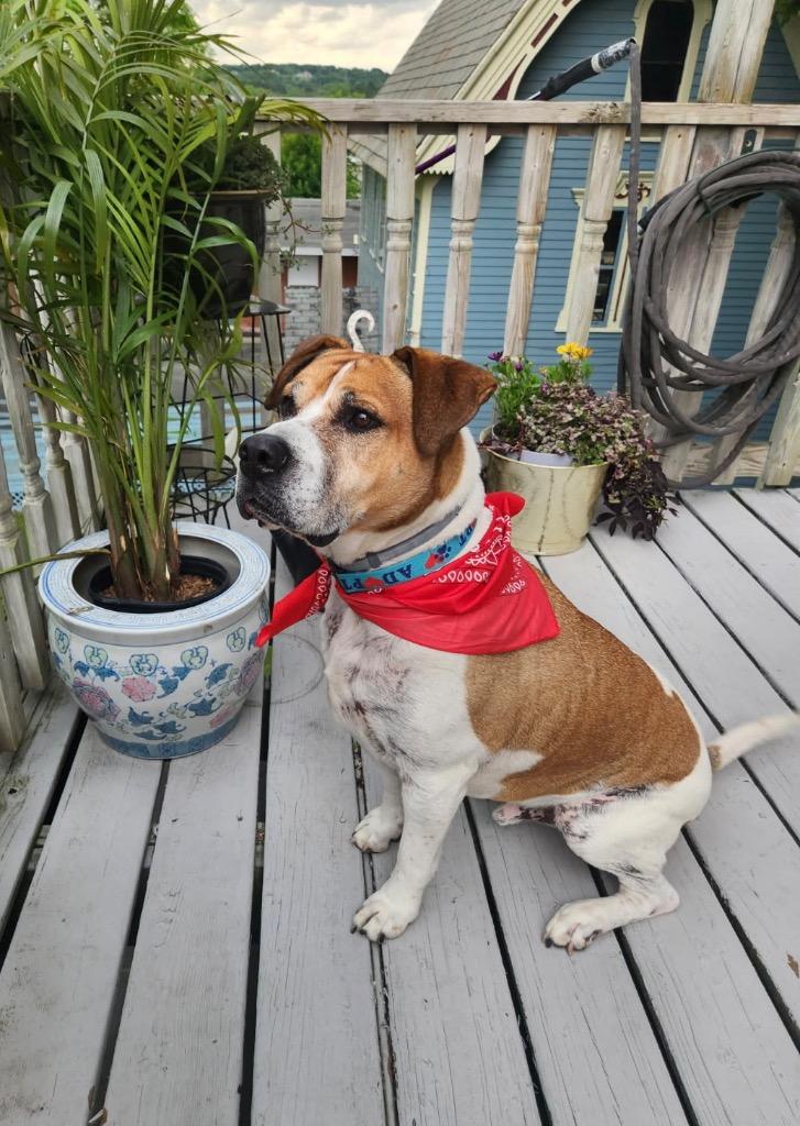 Wally, a Adoptable mixed breed in Gloversville, NY image 3/6