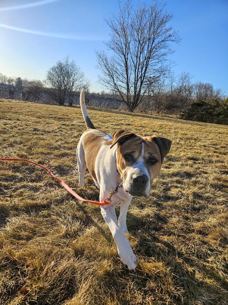 Wally, a Adoptable mixed breed in Gloversville, NY image 5/6