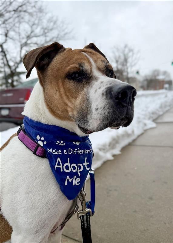 Wally, a Adoptable mixed breed in Gloversville, NY image 6/6