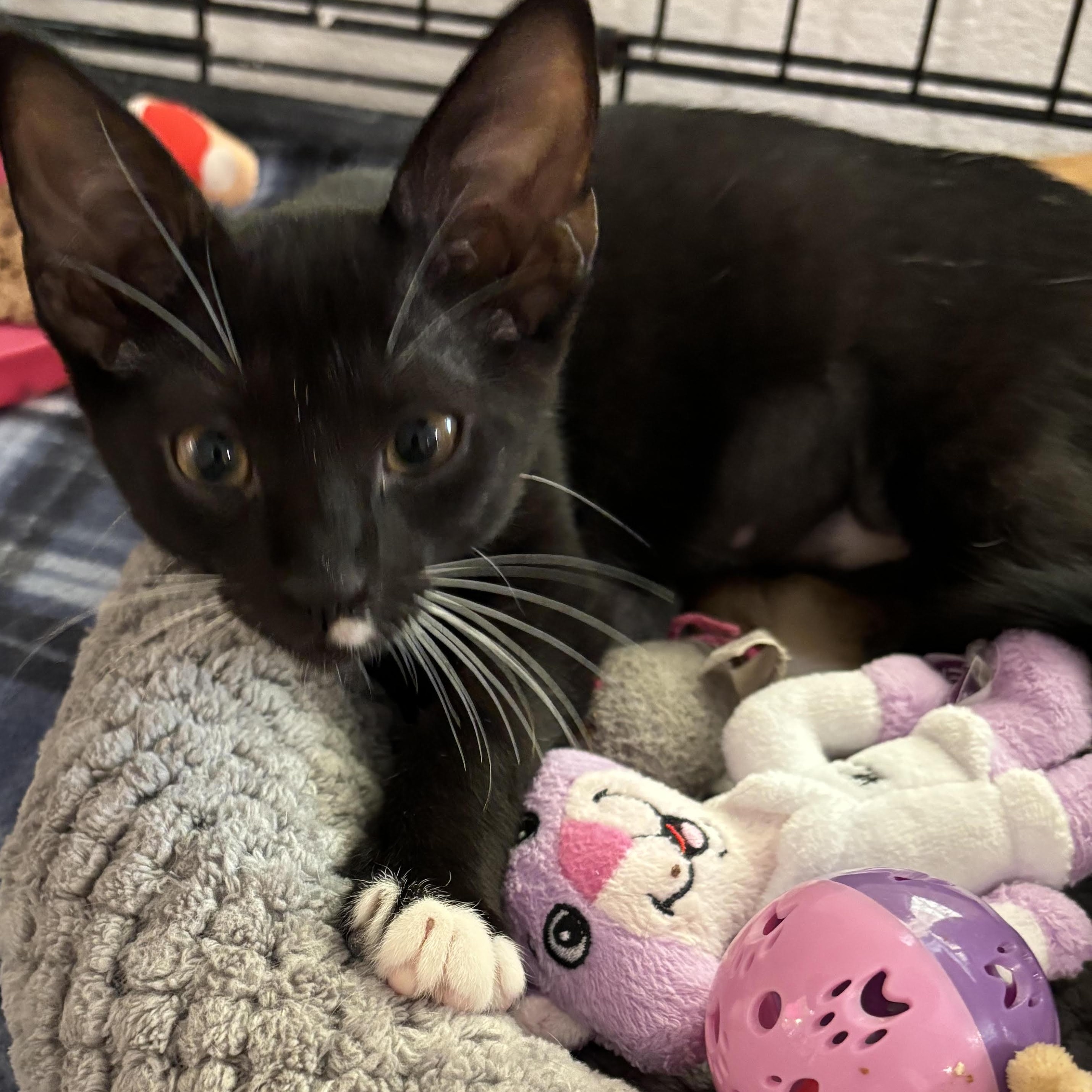 Enlarge Panther 1642, an adopted Domestic Short Hair in Boca Raton, FL image 1/1