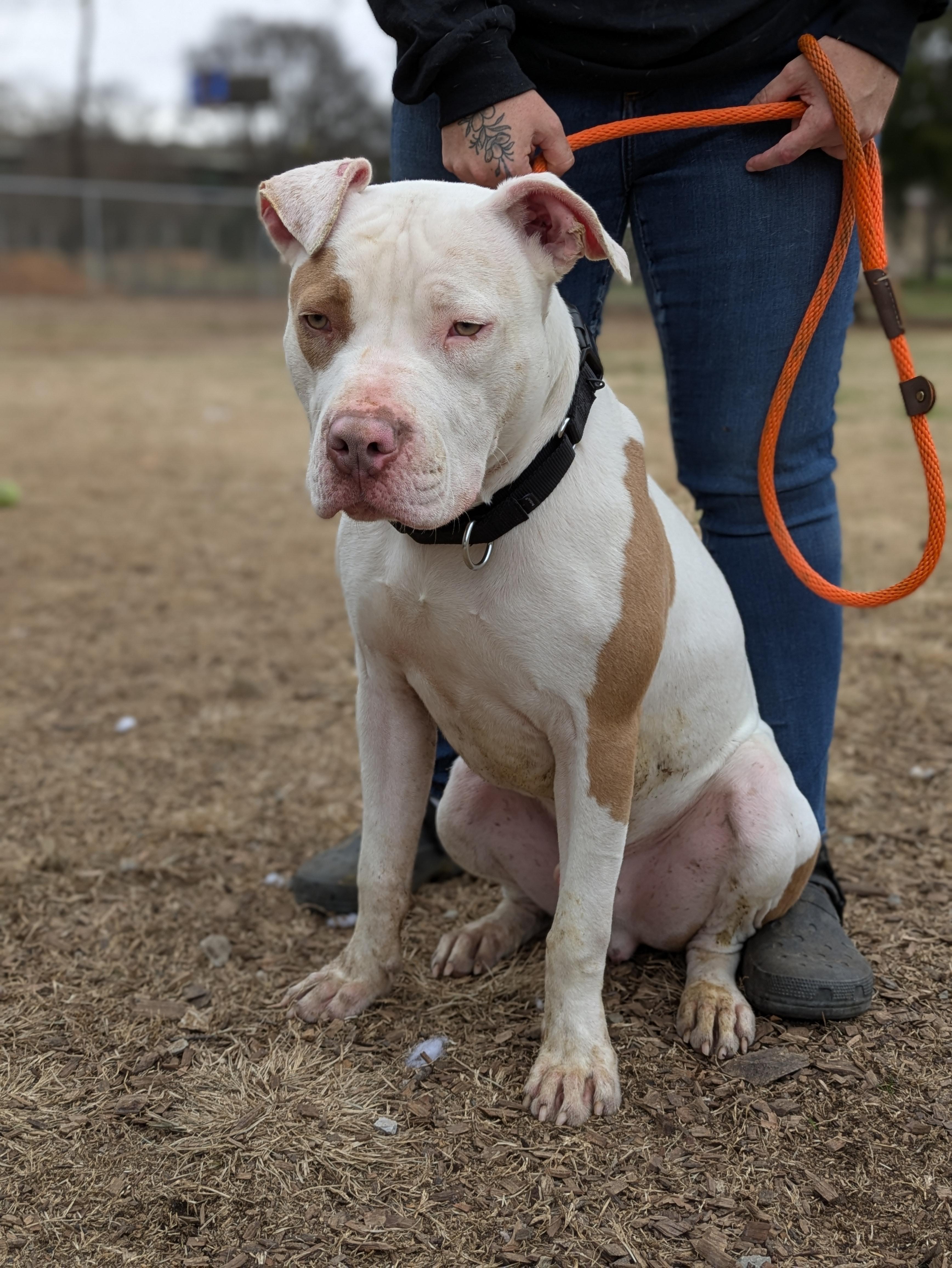 Porkchop, ADOPTABLE, Young Male Mixed Breed.