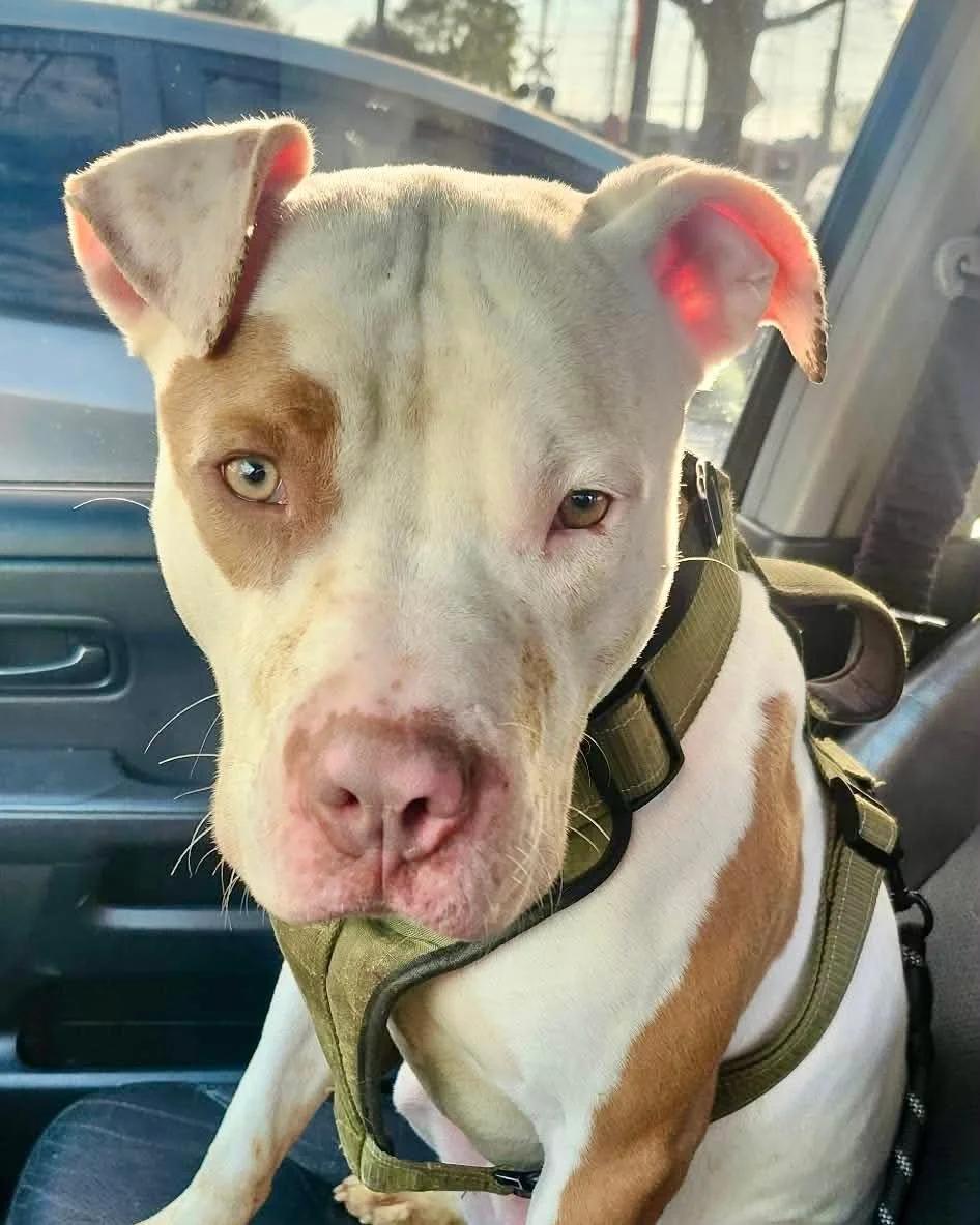 Porkchop, a Adoptable mixed breed in Huntsville, AL image 5/6