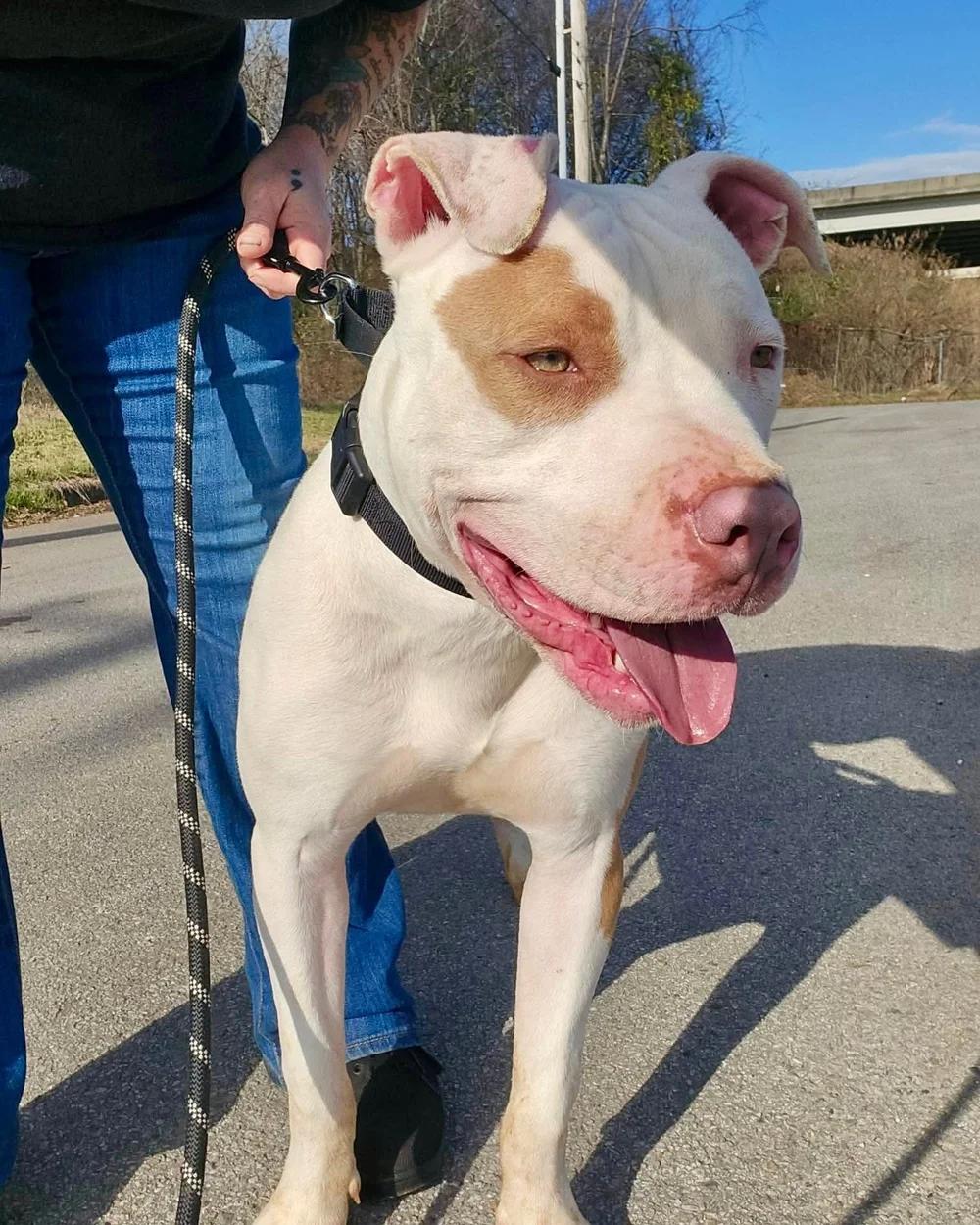Porkchop, a Adoptable mixed breed in Huntsville, AL image 2/6