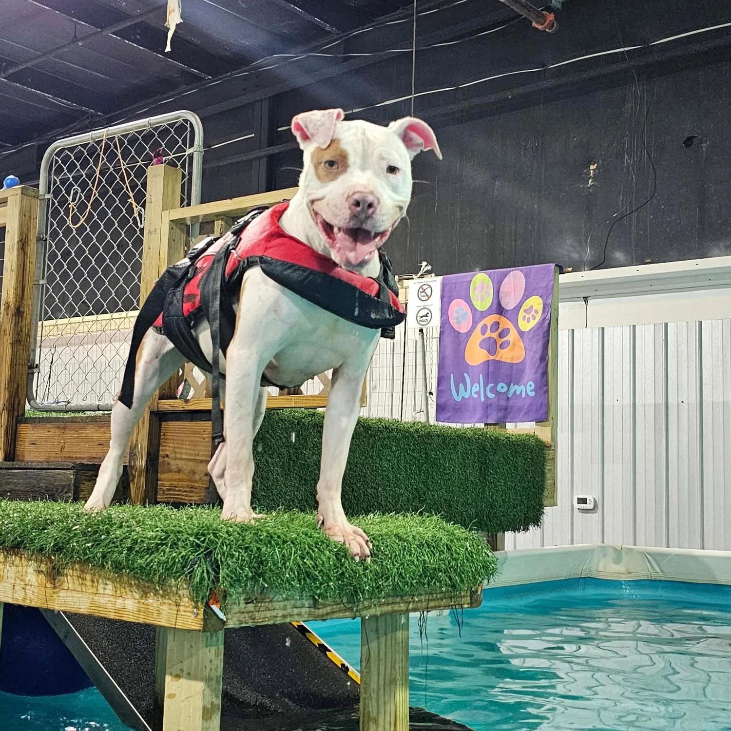 Porkchop, a Adoptable mixed breed in Huntsville, AL image 3/6
