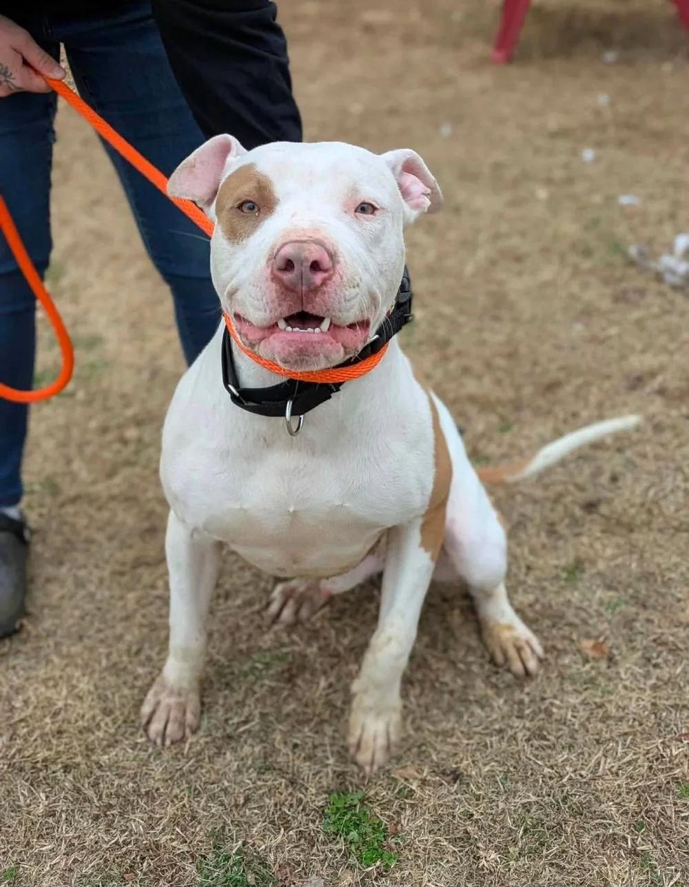 Porkchop, Adoptable, Adult Male Mixed Breed.
