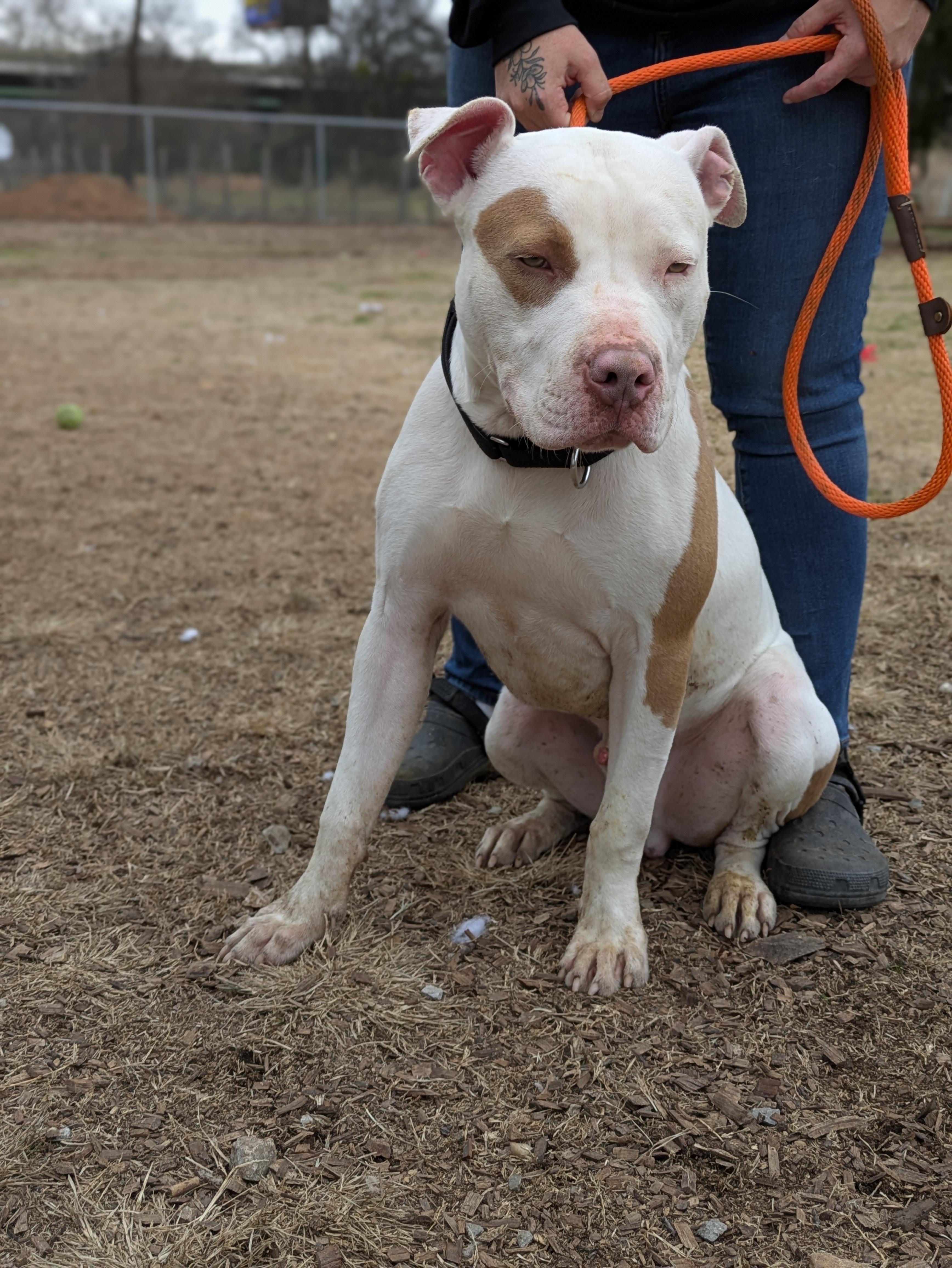 Enlarge Porkchop, a ADOPTABLE Mixed Breed in Huntsville, AL image 3/3