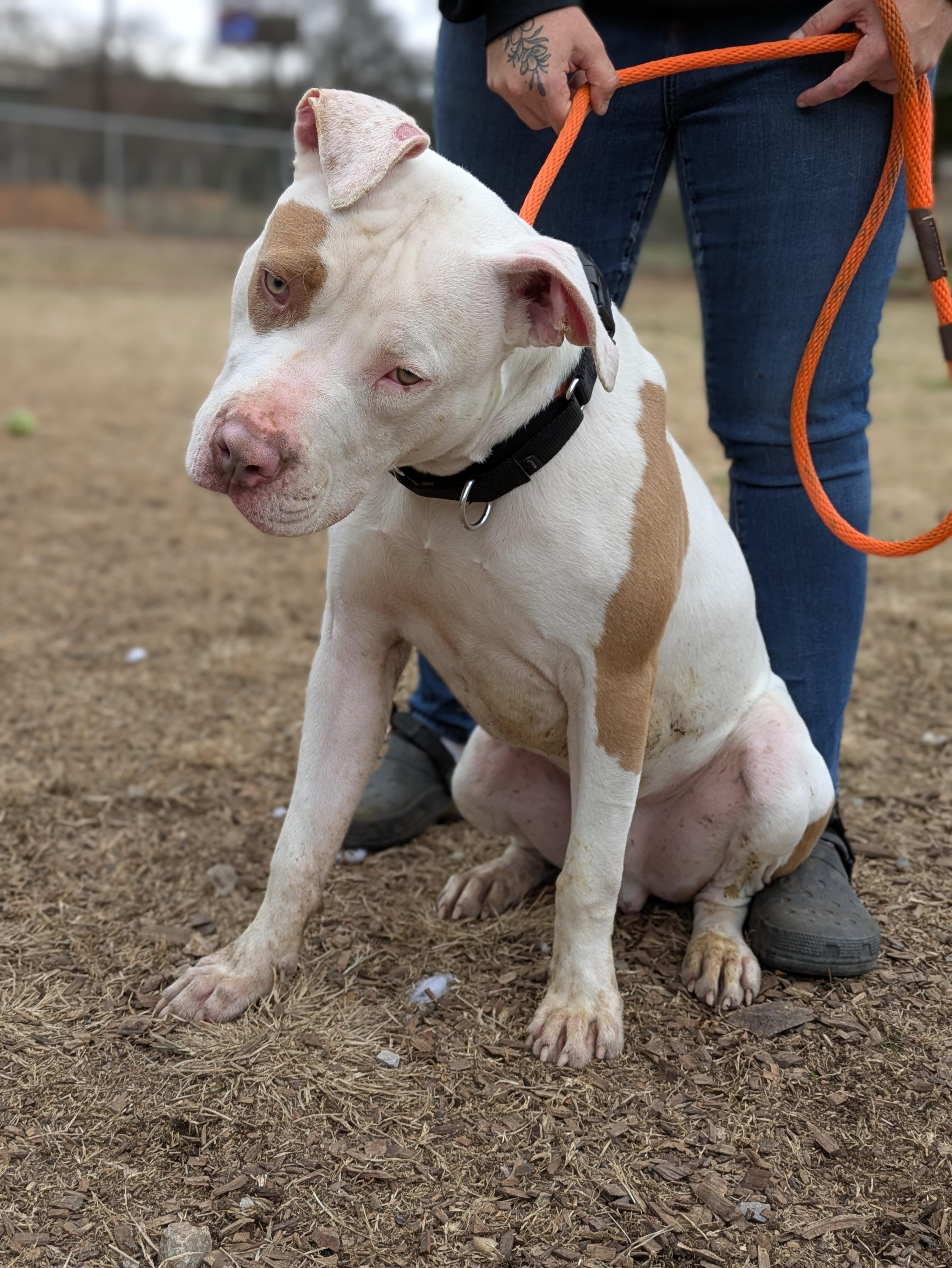 Porkchop, Adoptable, Young Male Mixed Breed.