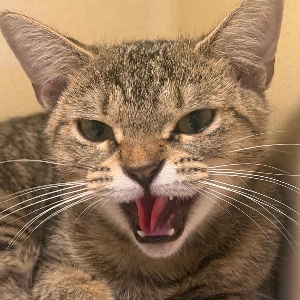 Enlarge Puddle, a Adoptable Domestic Short Hair in Beckley, WV image 1/1