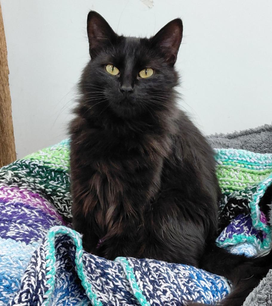 Maleficent, Adopted, Young Female Domestic Medium Hair.