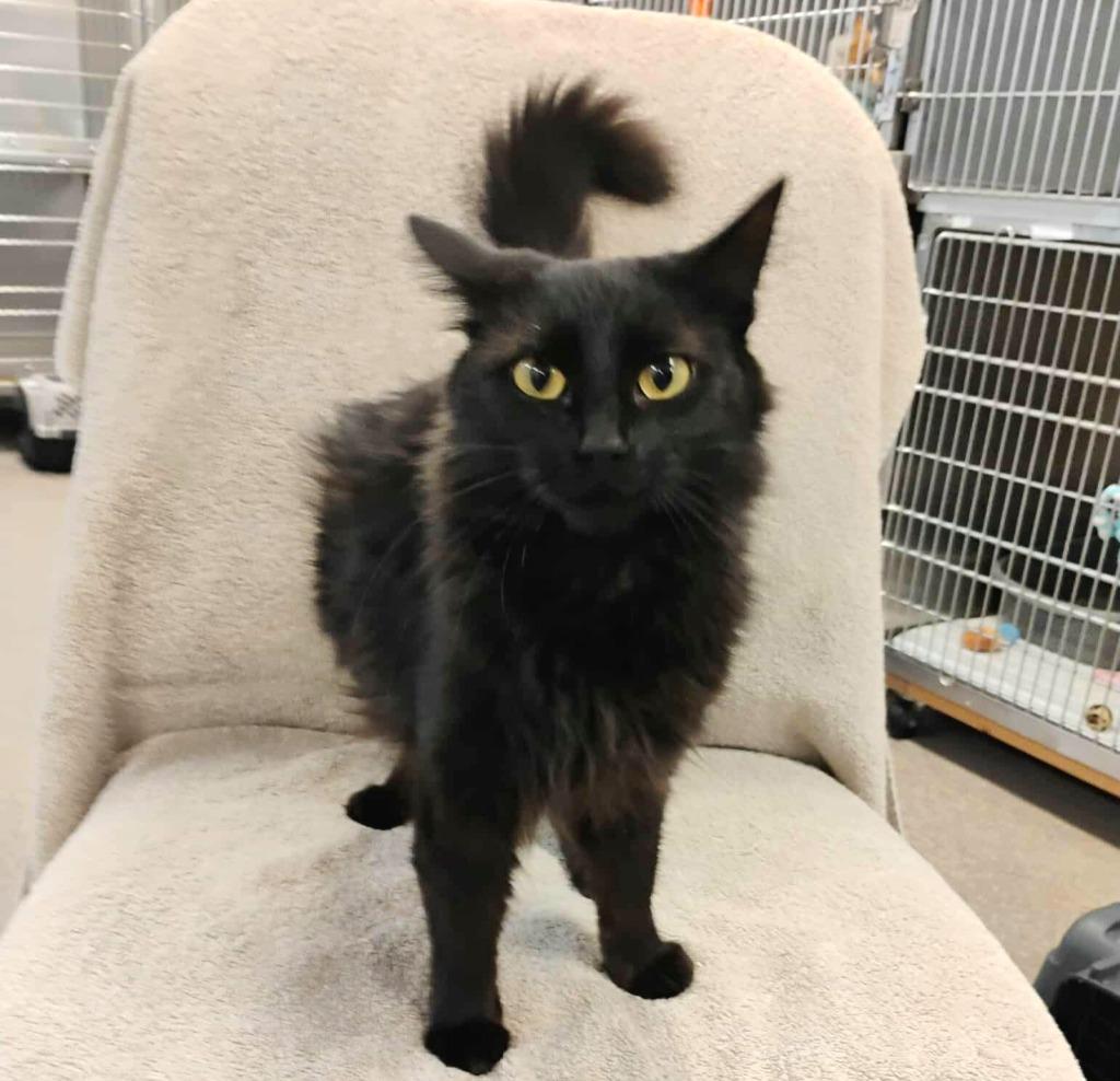 Enlarge Maleficent, a Adopted mixed breed in Sunrise Beach, MO image 2/2